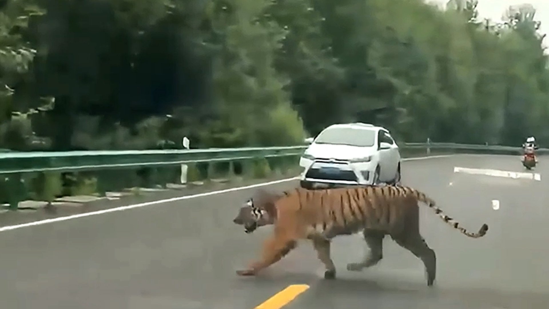 Tiger walks on highway in China, shocking motorists