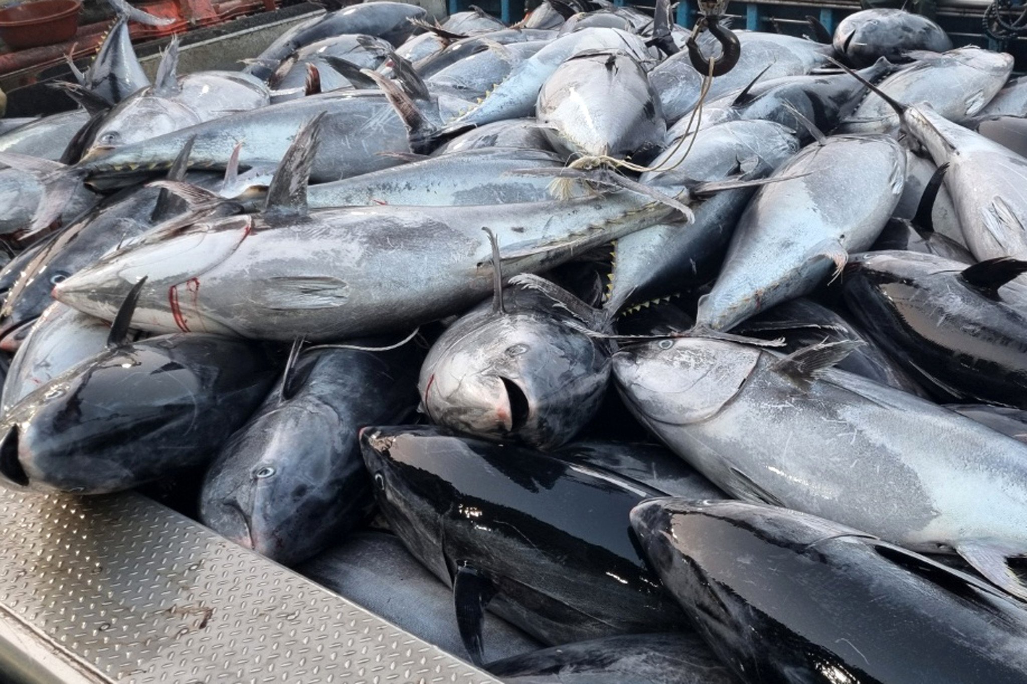 Some 1,300 giant bluefin tuna were caught off the coast of Yeongdeok County, North Gyeongsang, South Korea on Tuesday morning. Photo: Yeongdeok county