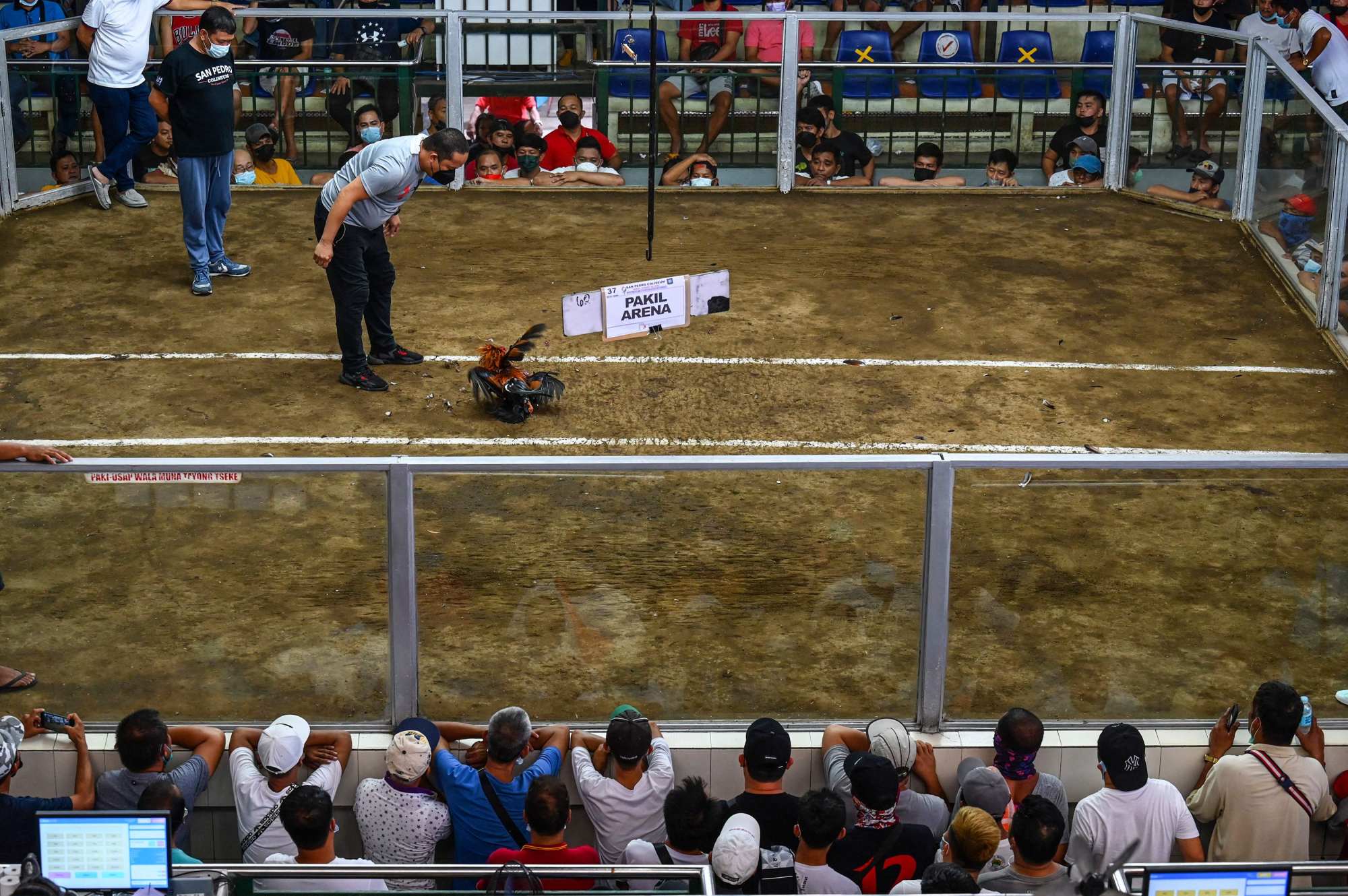 A cockfighting match at the San Pedro Coliseum in Laguna province. Photo: AFP A cockfighting match at the San Pedro Coliseum in Laguna province. Photo: AFP
