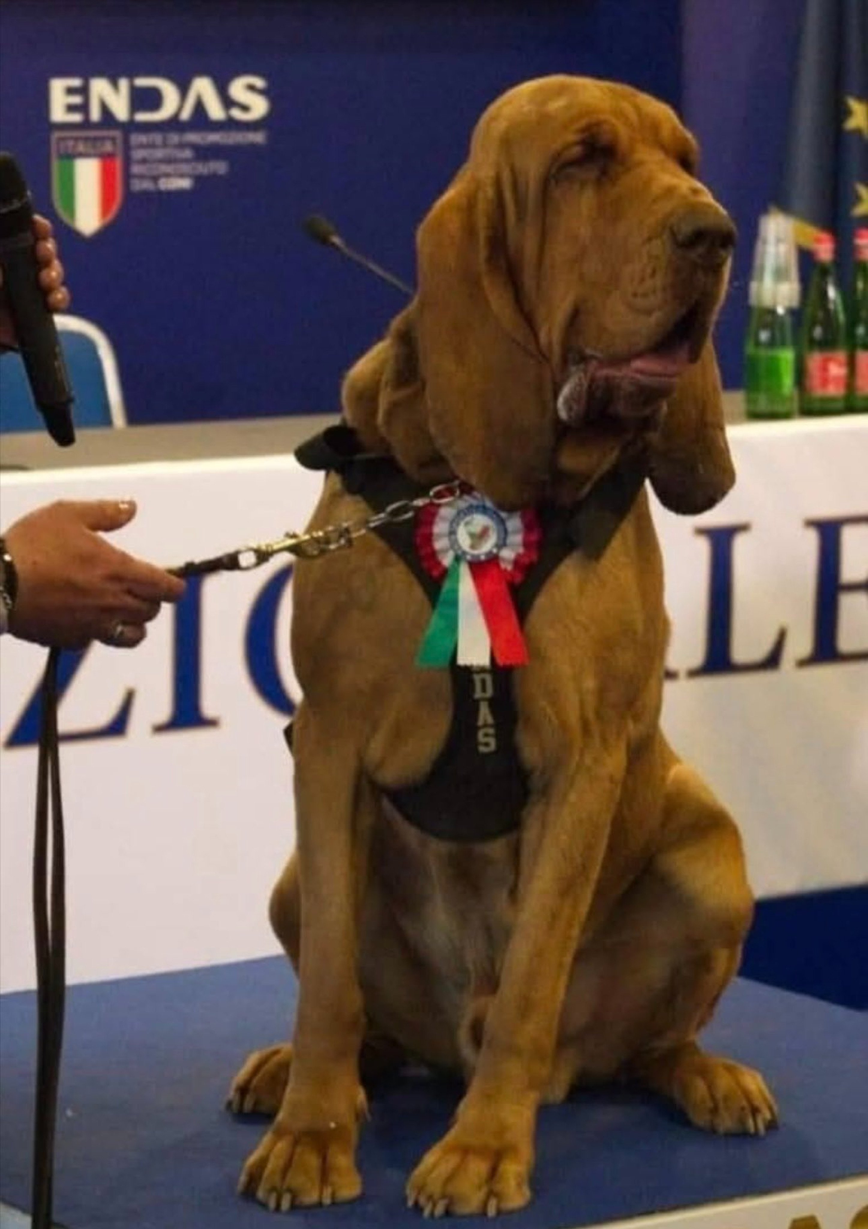An Italian sniffer dog was killed after eating sausages filled with nails that were thrown into his kennel, his trainer has said. Photo: Handout
