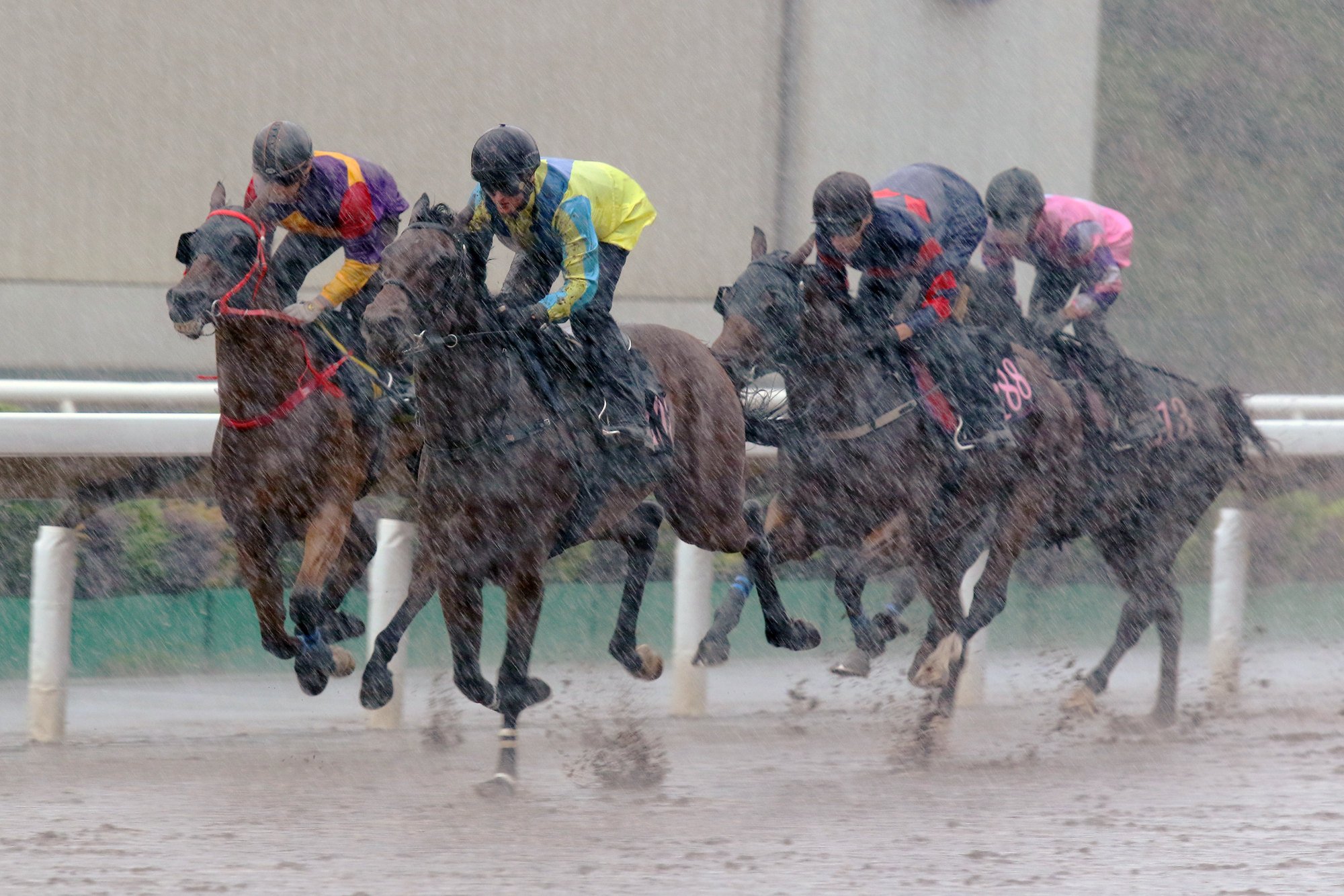 Massive Sovereign (yellow) wins a trial in desperate conditions at Sha Tin last month.