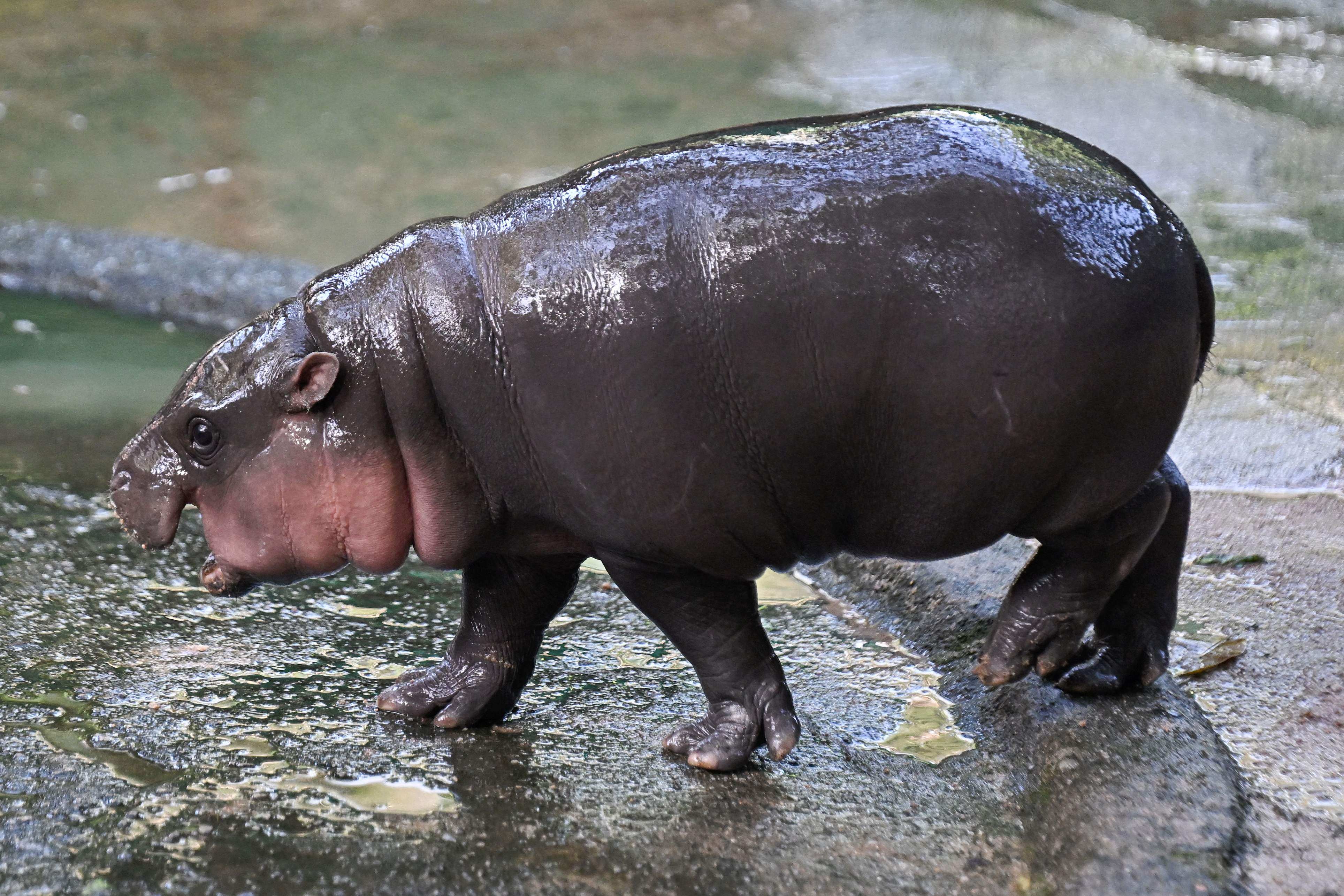 Viral internet sensation Moo Deng at Khao Kheow Open Zoo in Chonburi province. Photo: AFP