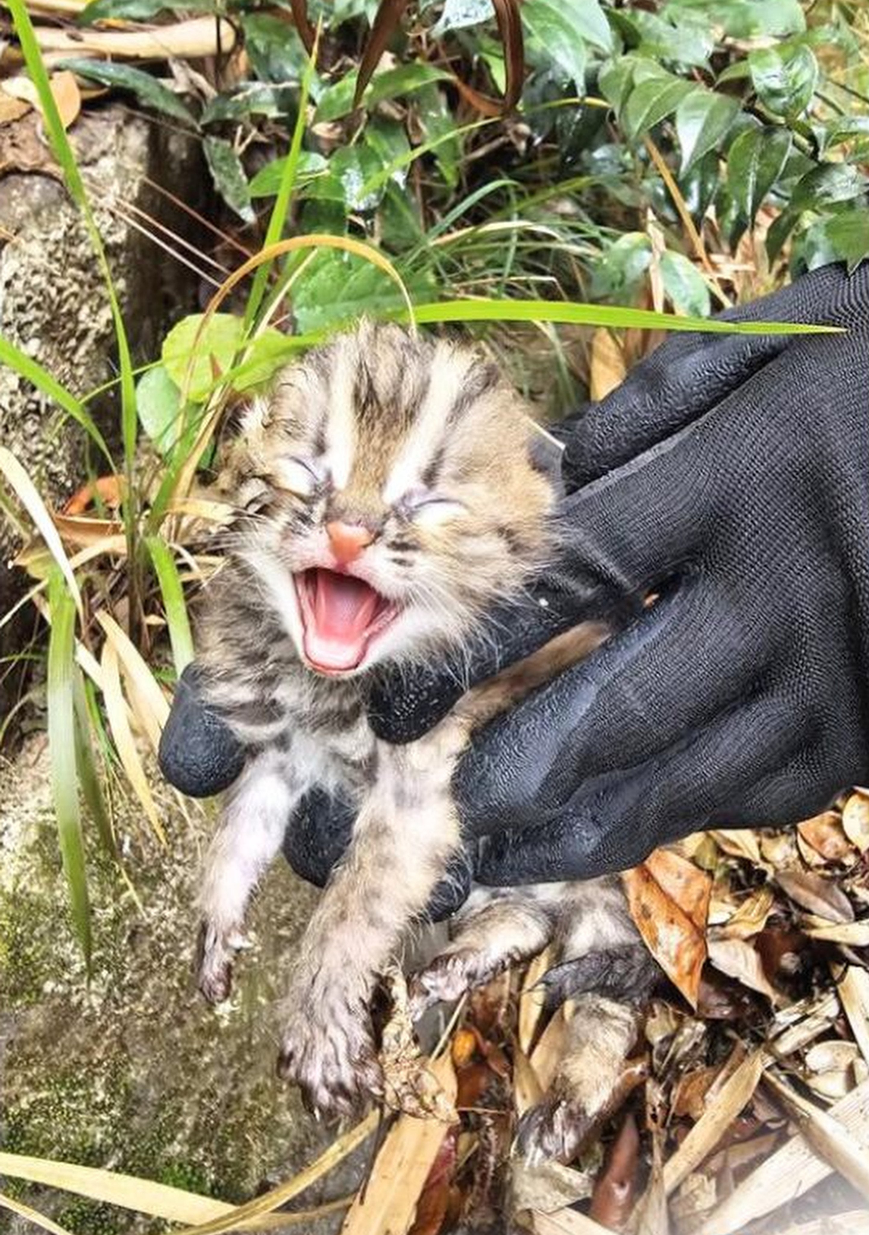 The cat was only a baby when it was discovered by hikers. Photo: Handout