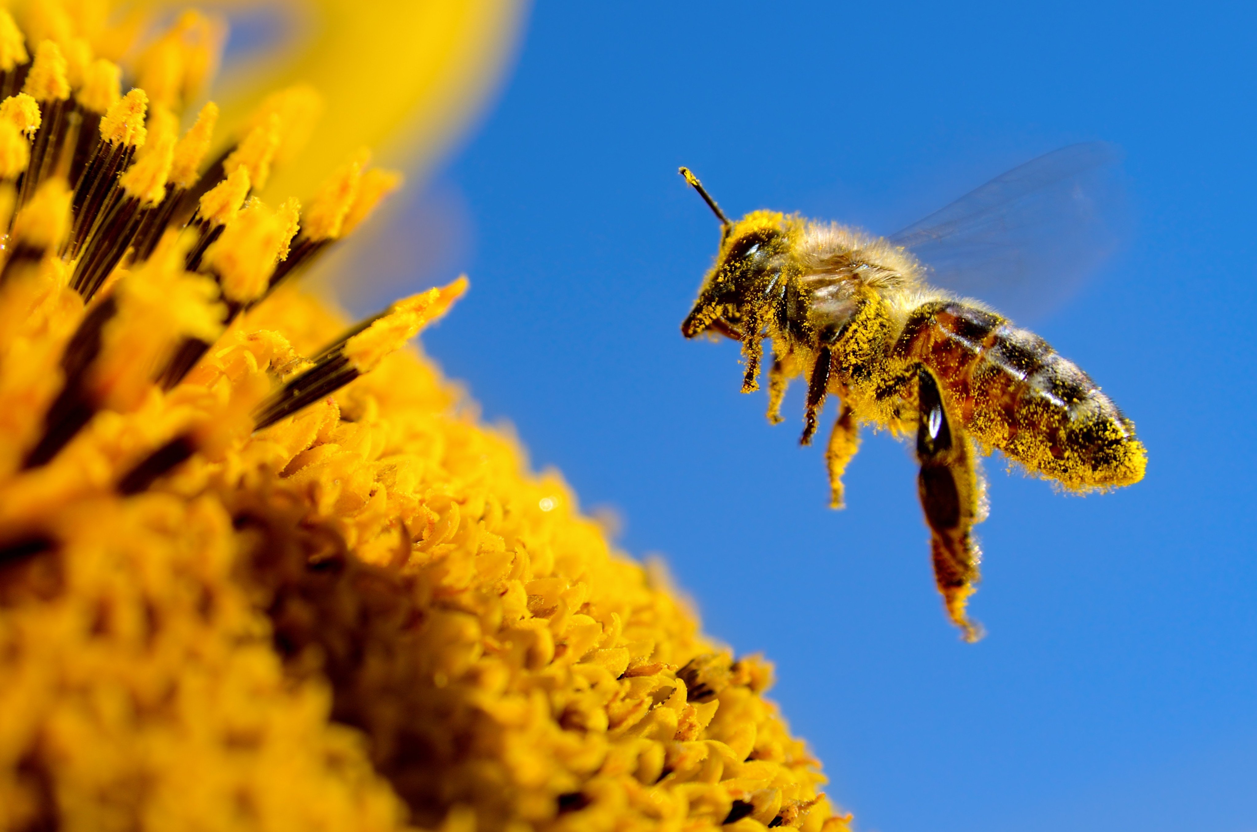 Chinese scientists have created a cyborg bee with the world’s lightest brain controller which they say will help search for survivors in earthquake ruins.  Photo: Shutterstock Images