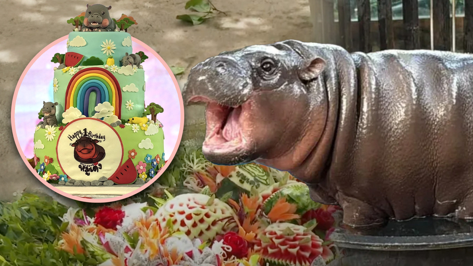 Superstar Thai pygmy hippo Moo Deng celebrated her first birthday on July 10 with an extravagant four-day zoo festival that captivated her numerous fans. Photo: SCMP composite/YouTube/Facebook