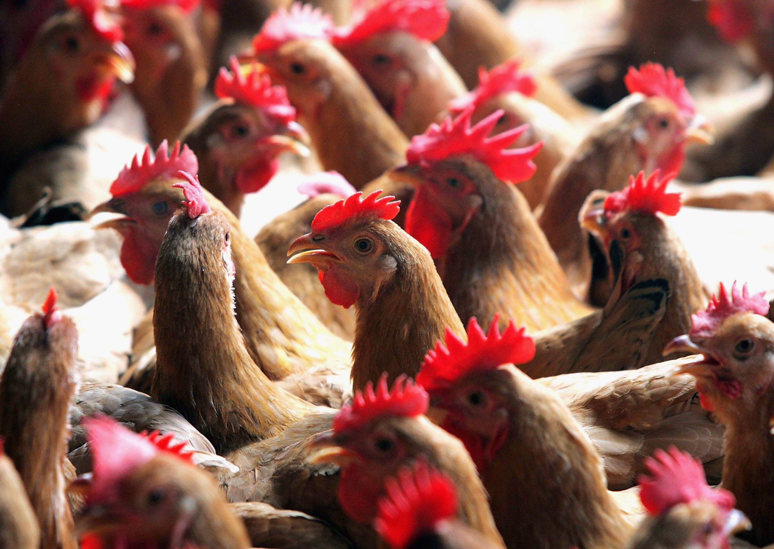 Chickens at a wholesale market in Guangzhou, Guangdong province. Photo: Getty Images