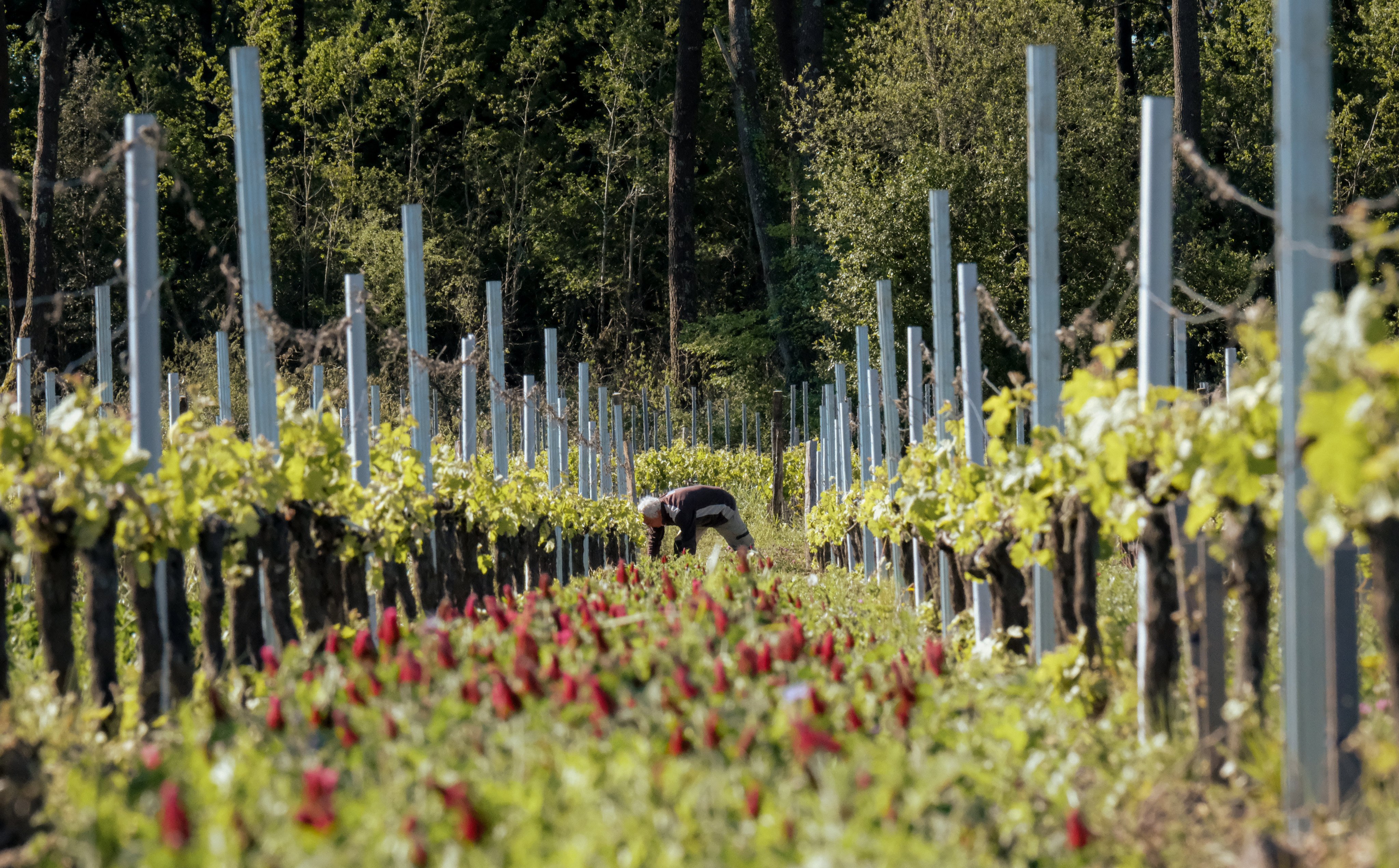 At Château Anthonic, owner Jean-Baptiste Cordonnier grows crops between the vines to increase biodiversity. Photo: John Brunton