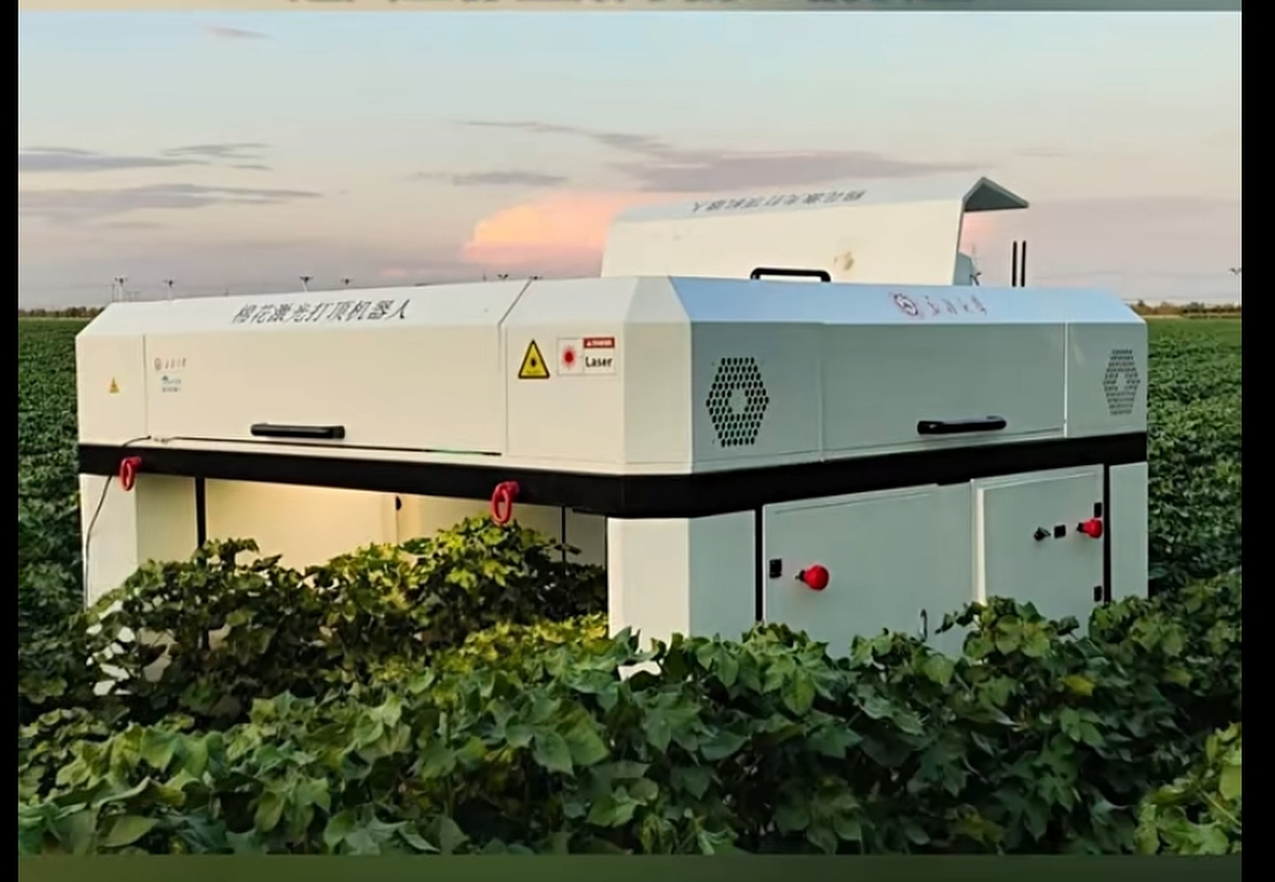 The laser topping robot in operation in a Xinjiang cotton field. Photo: Handout