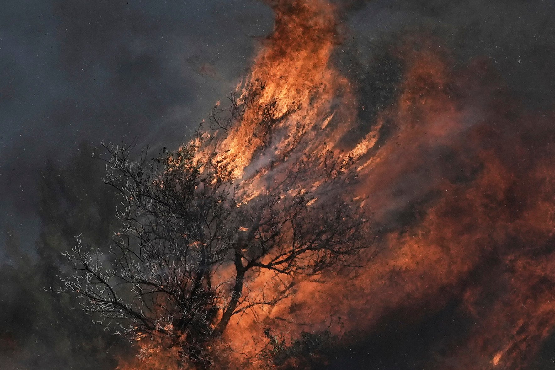 An olive tree burns in a Palestinian village near the West Bank town of Sinjil after Friday’s clashes. Photo: AP