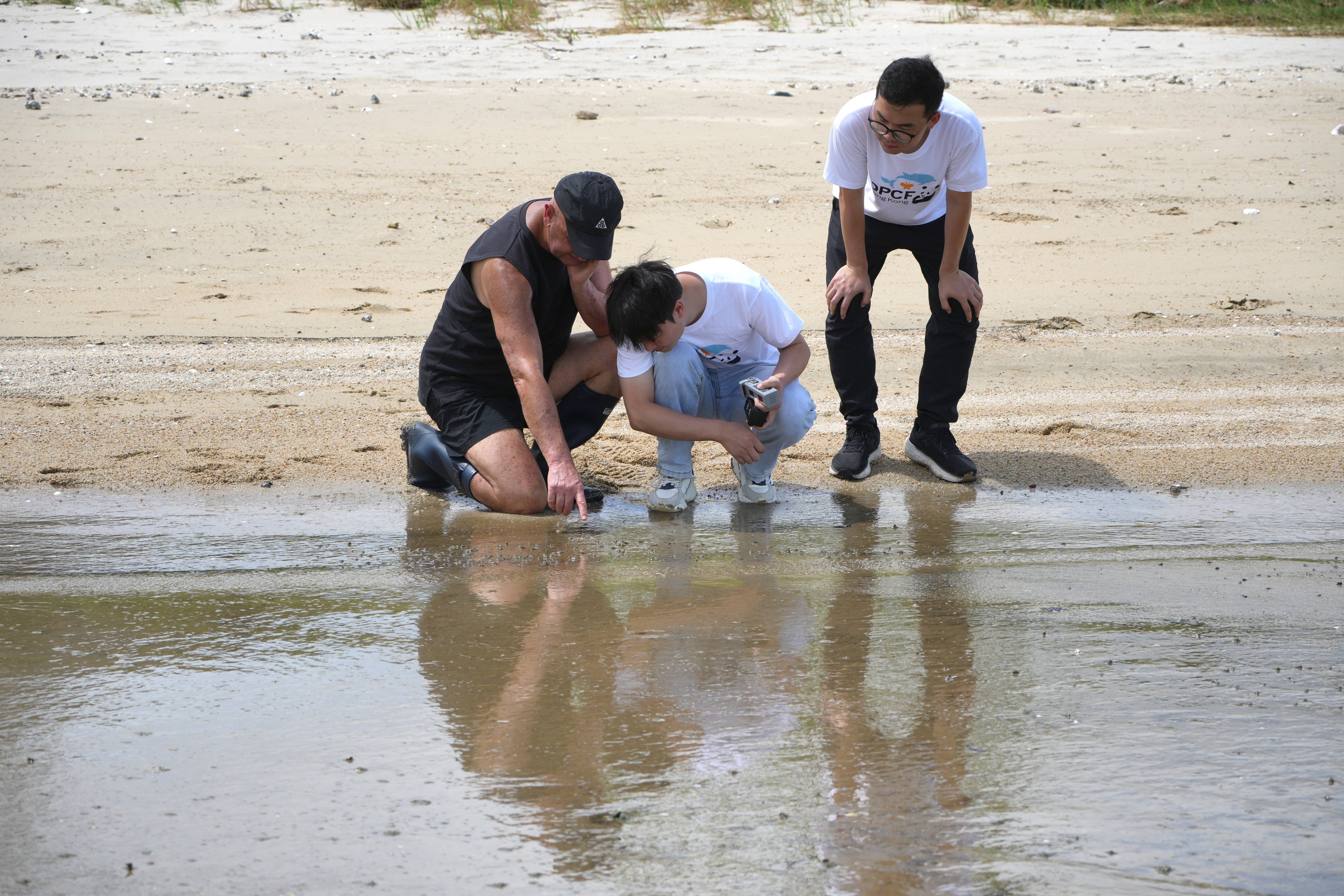 Conservationists search for horseshoe crabs during a media tour organised by the Ocean Park Conservation Foundation at Ha Pak Nai in Yuen Long, on June 19. Photo: May Tse