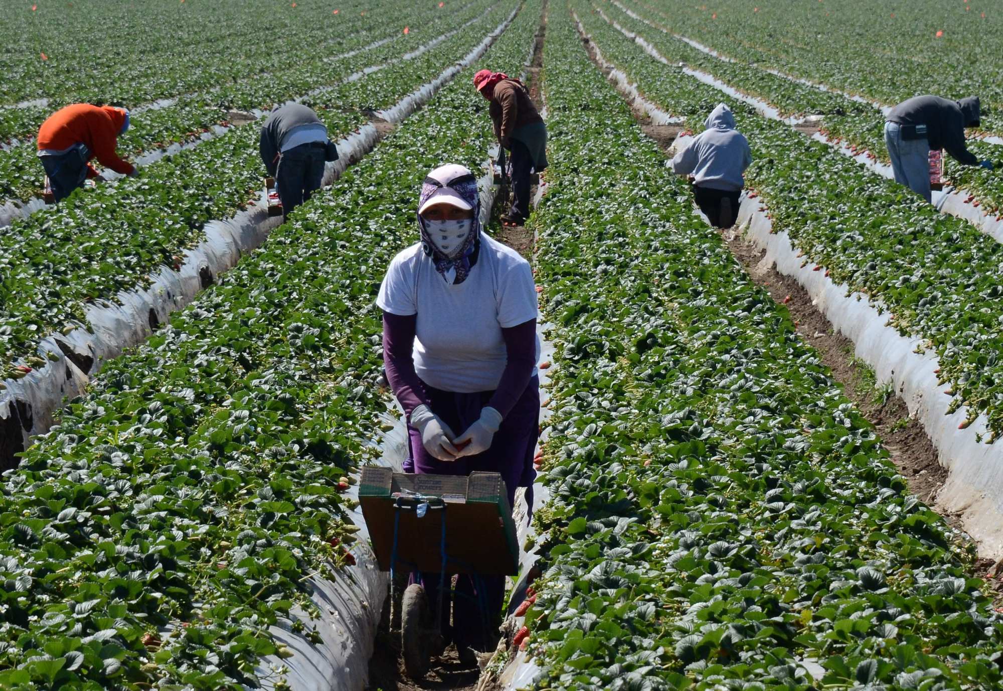 Migrant workers harvest strawberries at a farm. Community leaders warn Trump’s latest actions will make it more difficult for Filipino workers to support their families in the Philippines. Photo: AFP