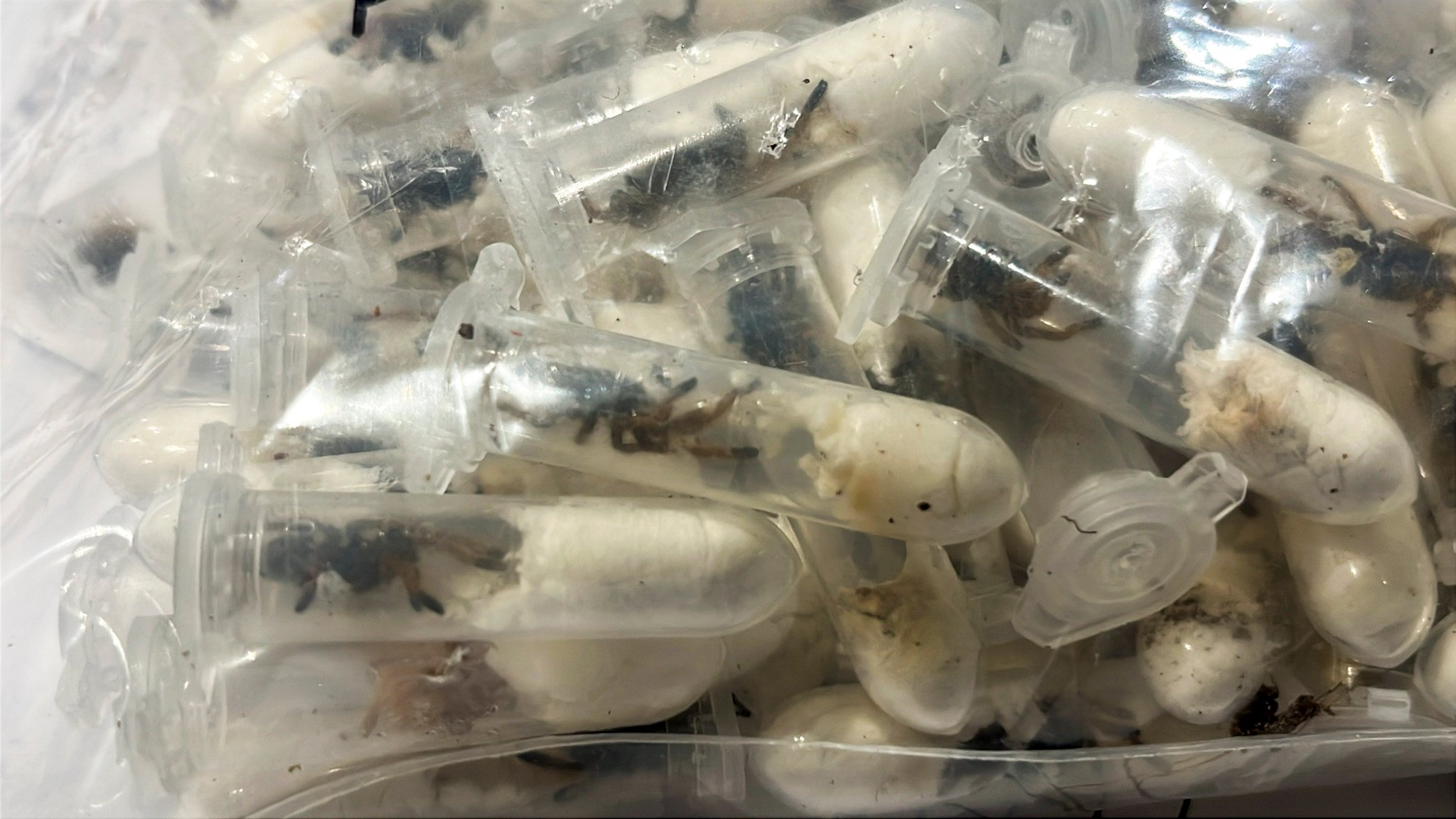 Plastic containers holding young tarantulas that had been hidden in chocolate sponge-cake boxes shipped to Cologne Bonn airport, western Germany. Photo: Haupzollamt Koeln/AP