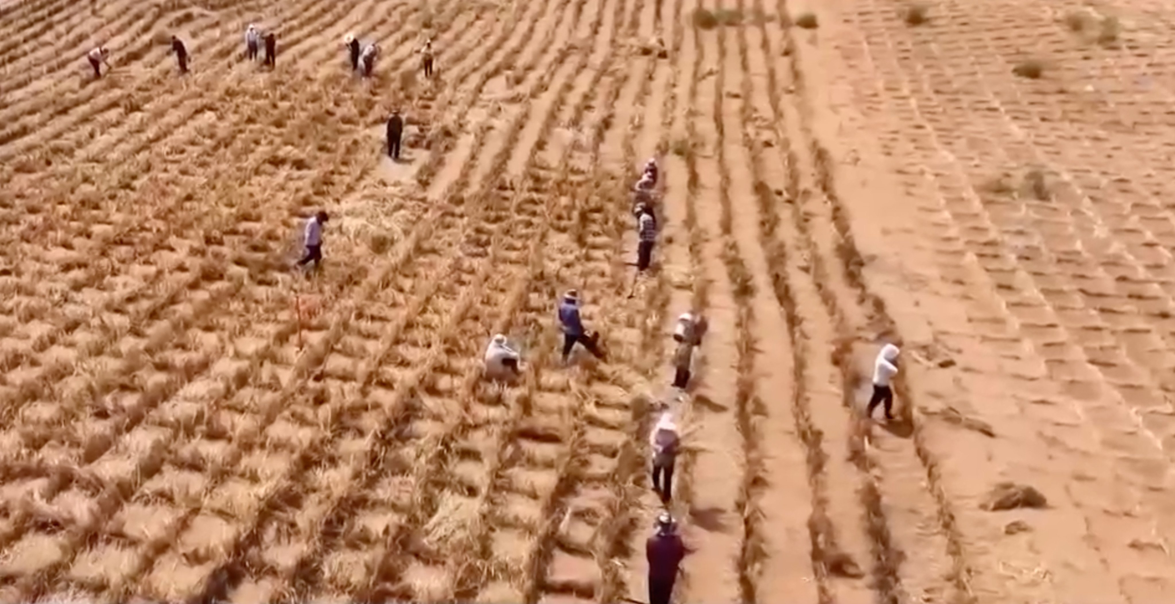 Artemisia is cultivated in northwestern China to help control desertification. Sage sandbrush has been mass planted since the 1950s but is blamed for causing allergies in northern China. Photo: CCTV