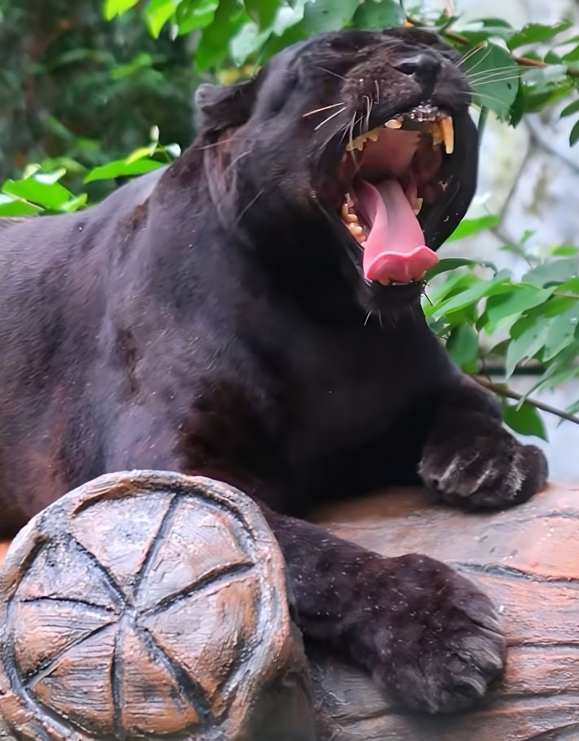 Apoh bares his teeth while yawning and stretching in a still from the zoo’s social media video. Photo: TikTok/znmzoonegara