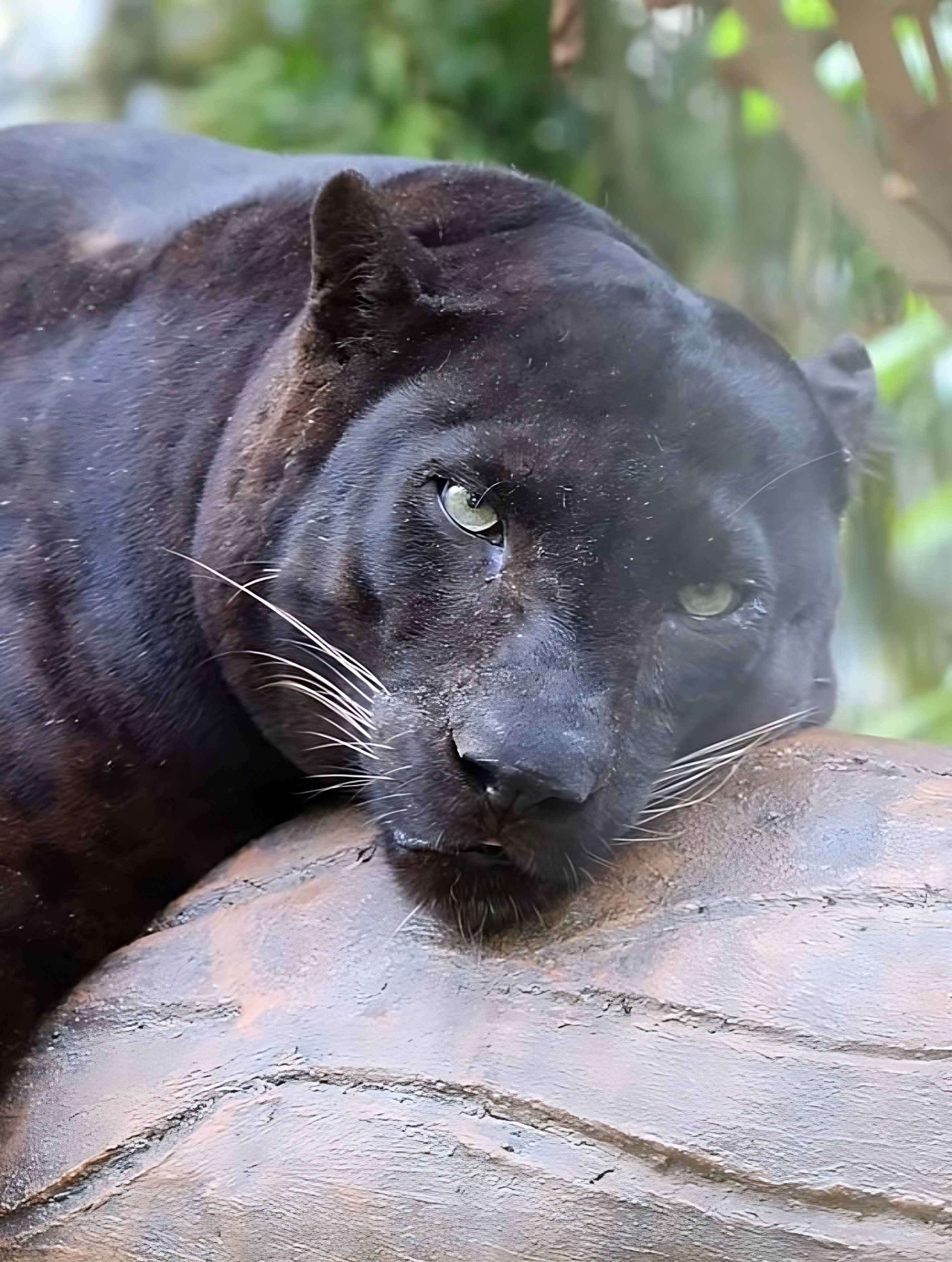 Apoh the “chonky” panther relaxs at Malaysia’s National Zoo in this screengrab of a social media. Photo: TikTok/znmzoonegara