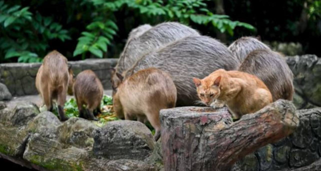 “Oyen” the cat pictured in the zoo’s capybara enclosure in 2023. Photo: YouTube/Free Malaysia Today