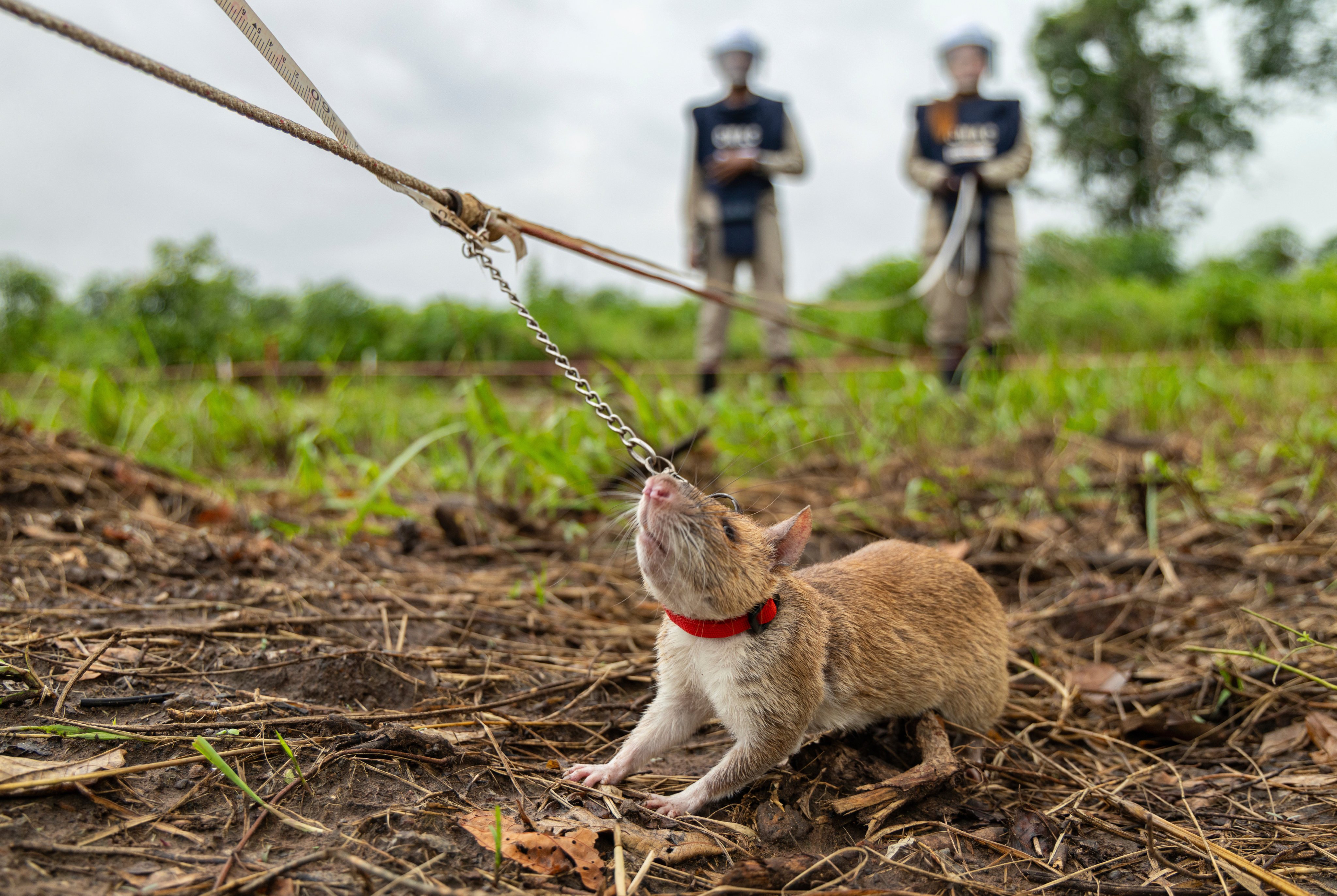 A mine detection rat works in a landmine field in Siem Reap, Cambodia. Photo: AP