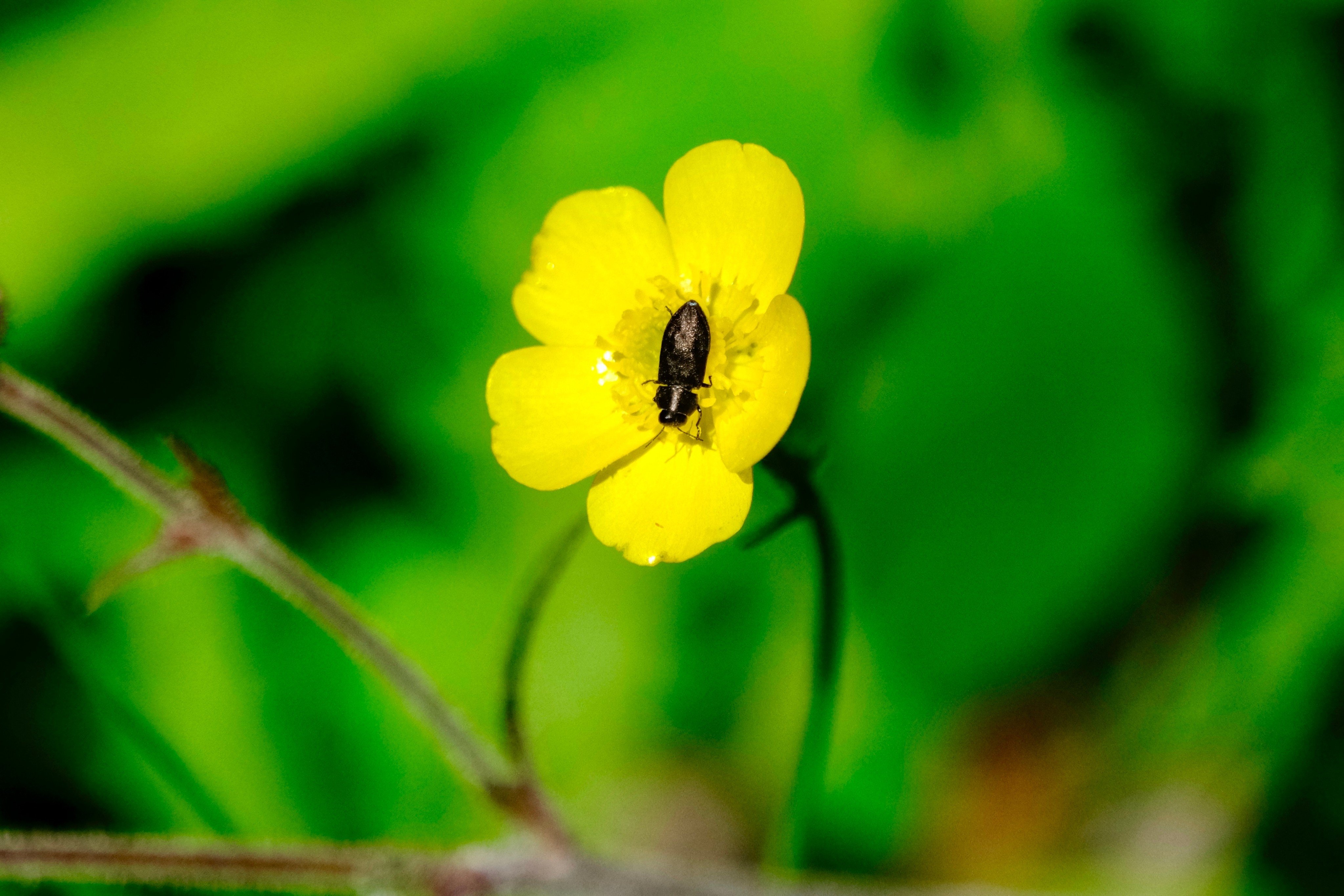 The fire beetle, which is equipped with a specialised organ allowing the insect to detect faint infrared radiation from hundreds of kilometres away, has inspired Chinese technology that experts say could see applications in missile defence. Photo: Shutterstock