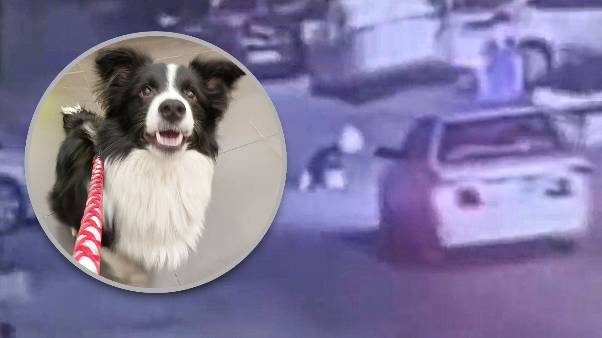 A pet clinic in China arranged for an “untreatable” dog to be run over by car, then claimed it did so to help its owner get an insurance payout. Photo: SCMP composite/Weibo