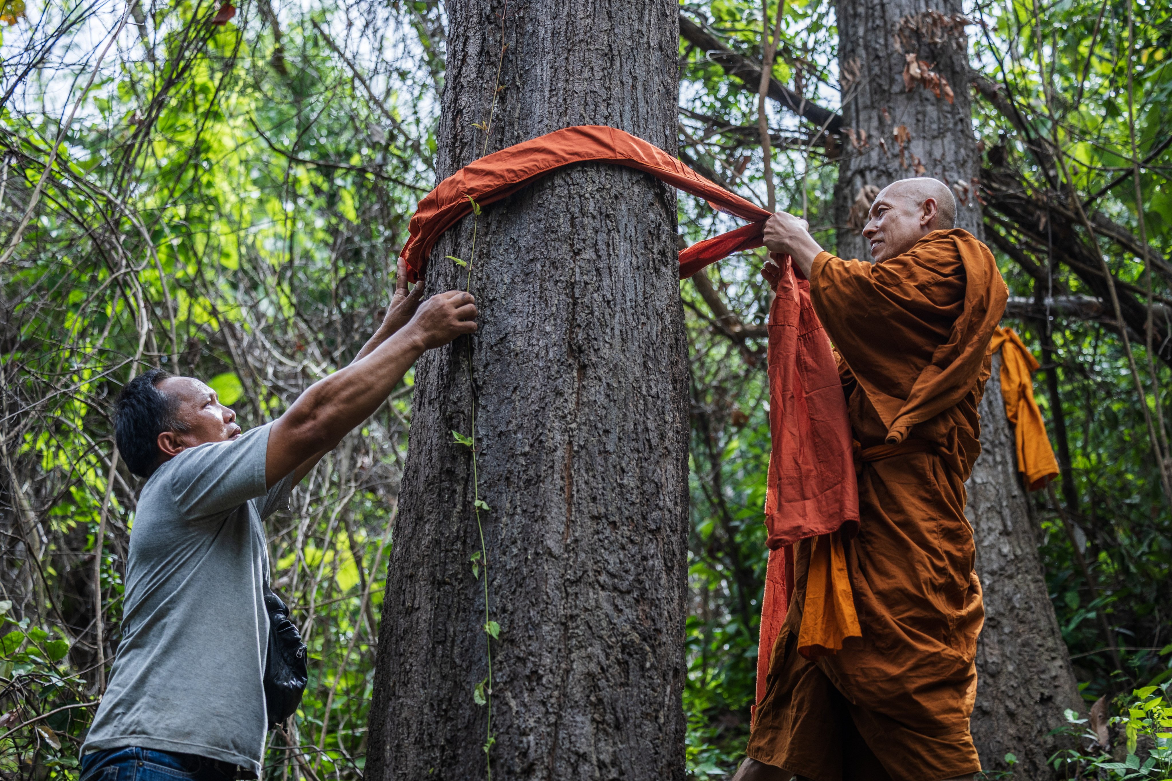 A monk and a villager wrap a large tree in a saffron robe as part of a tree ordination ceremony in Chaiyaphum province, Thailand, on July 11. Photo: Kim Jung-yeop
