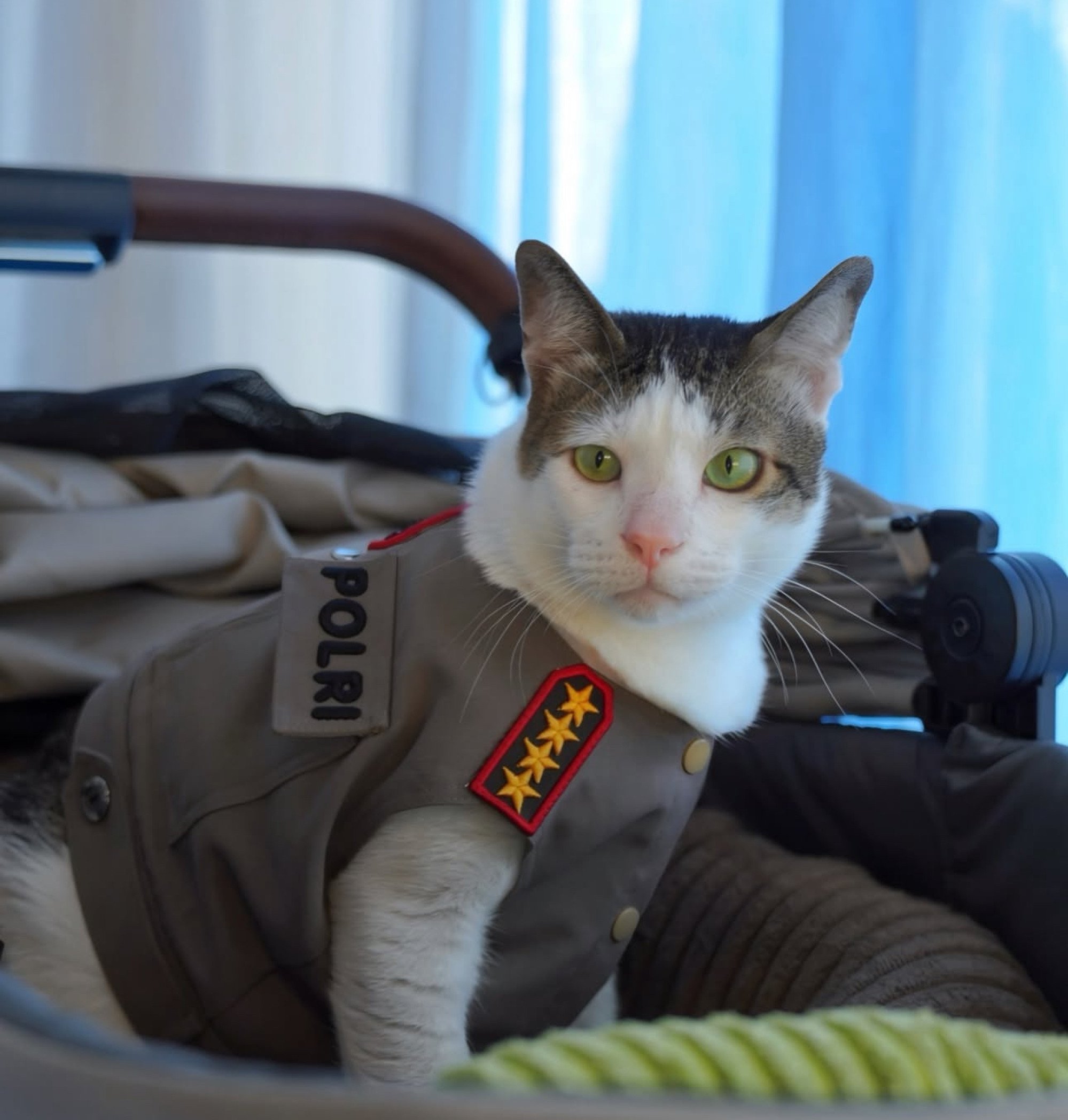 Indonesia’s “first cat” Bobby Kertanegara, President Prabowo Subianto’s pet. Photo: bobbykertanegara/Instagram