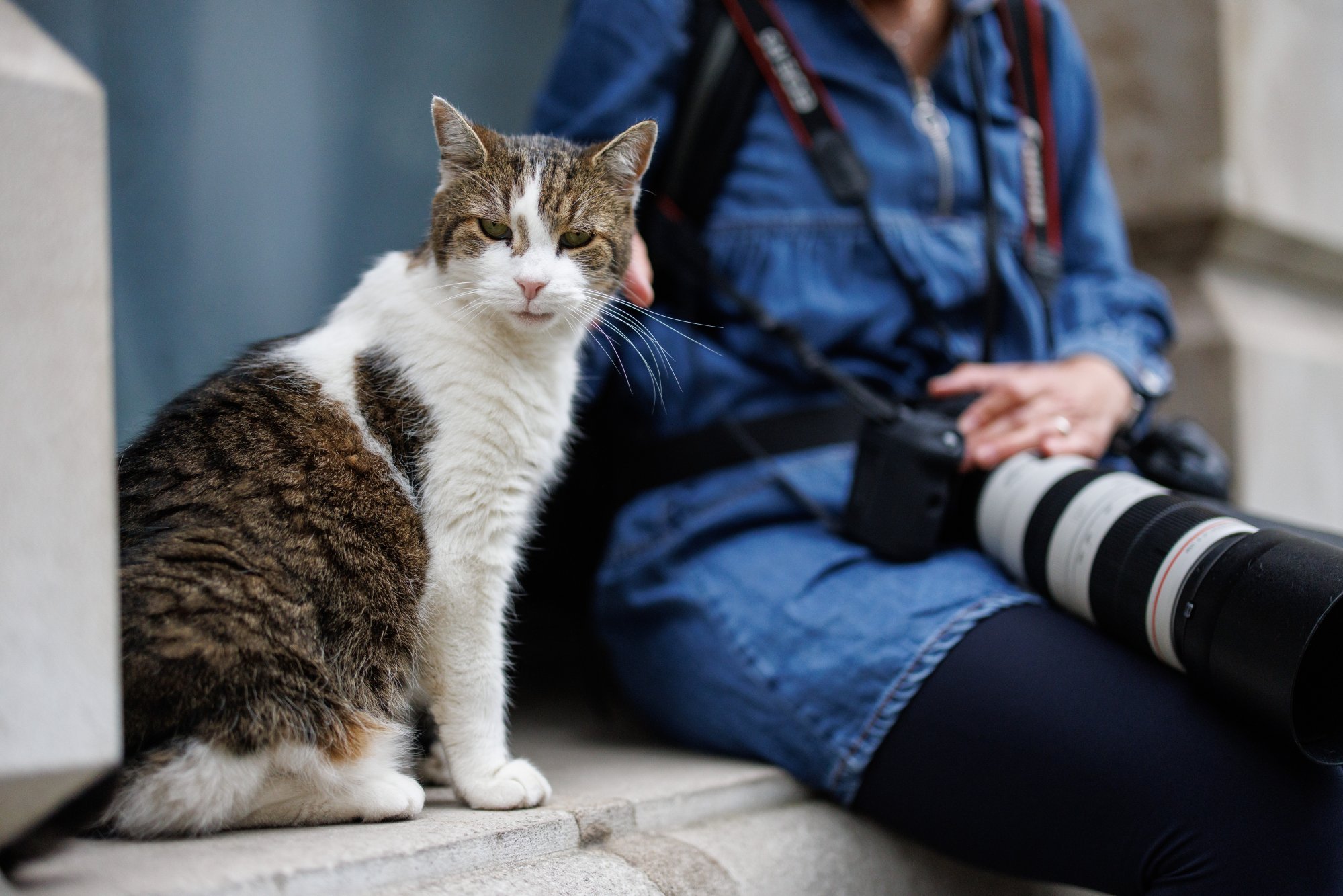 Larry the Downing Street cat sits next to a member of the media in Downing Street in London. Photo: EPA-EFE