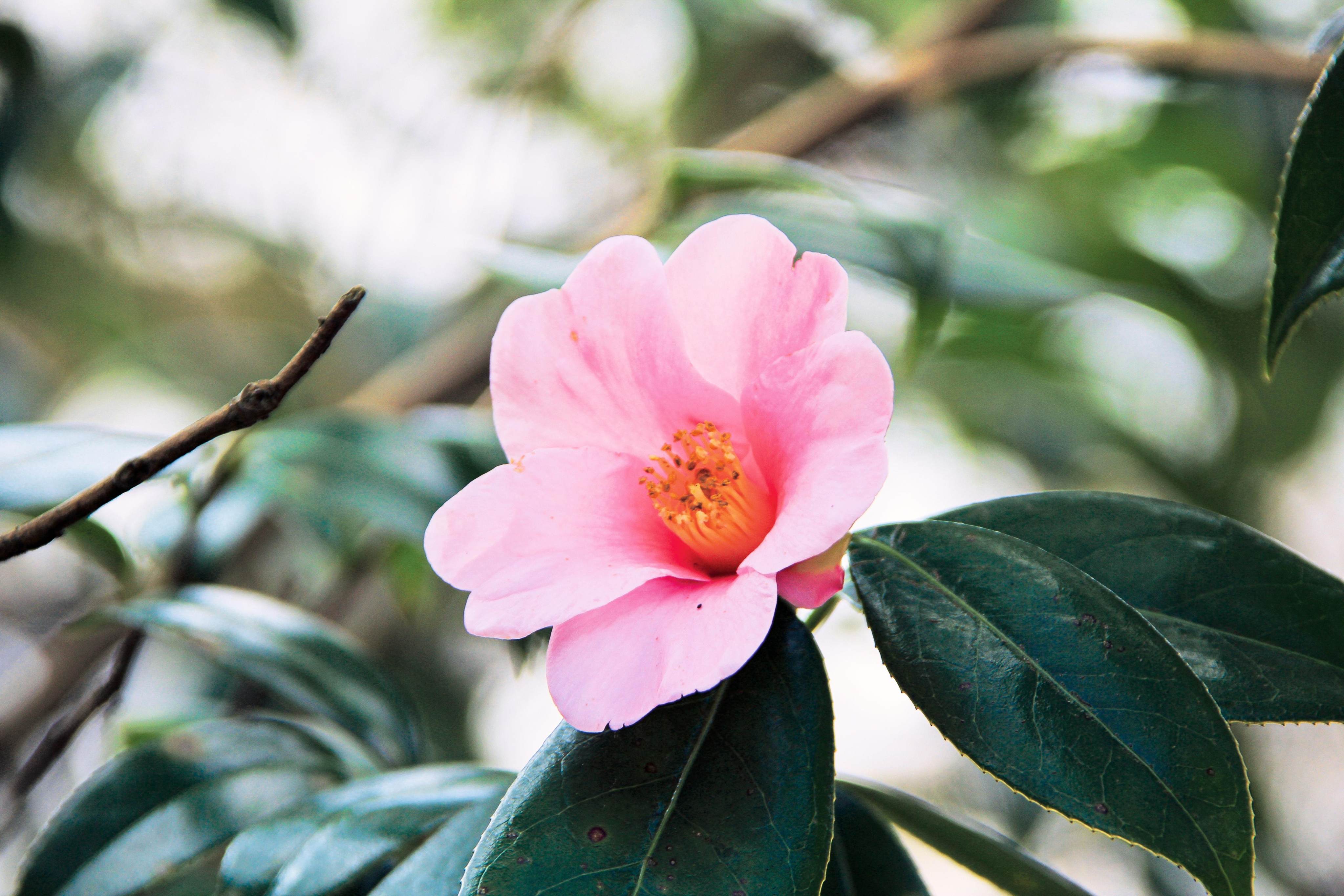 Discover Hong Kong’s vibrant biodiversity. Photo: Handout