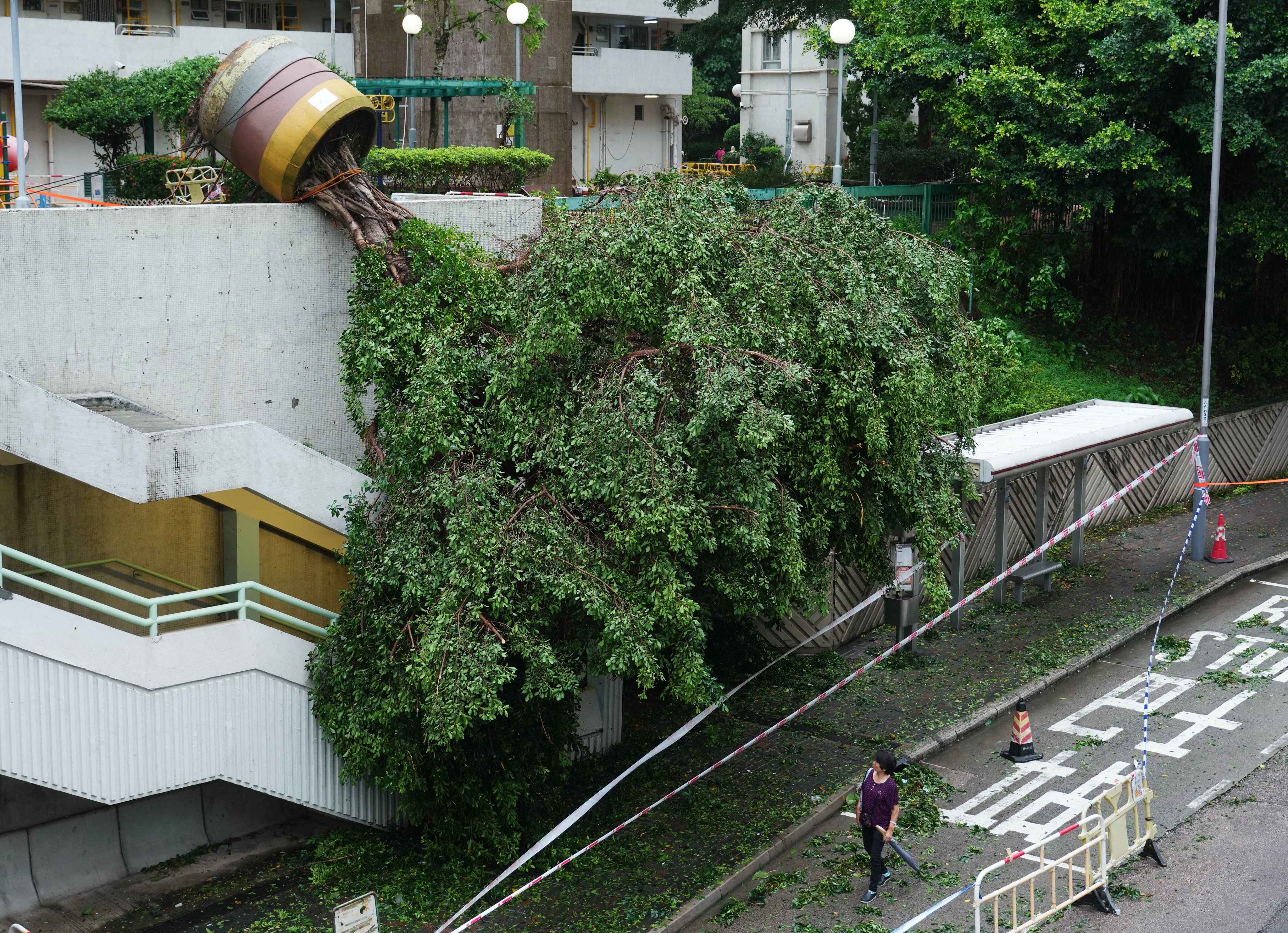 A potted tree hangs over a bus stop in in Kwun Tong after Super Typhoon Saola battered Hong Kong. Photo: Sam Tsang
