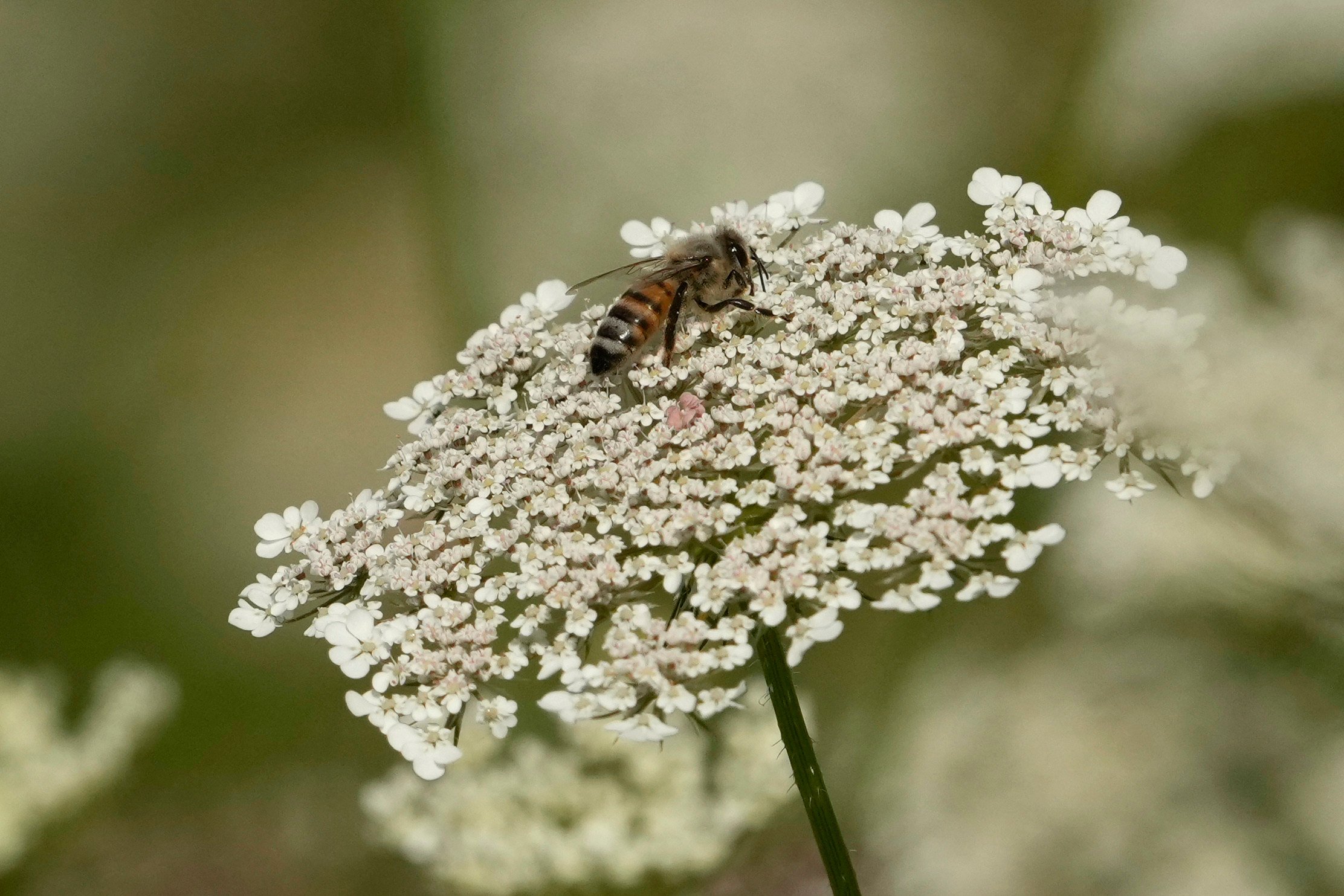 Beekeepers have branded the chemical  acetamiprid ‘a bee killer’. Photo: AFP
