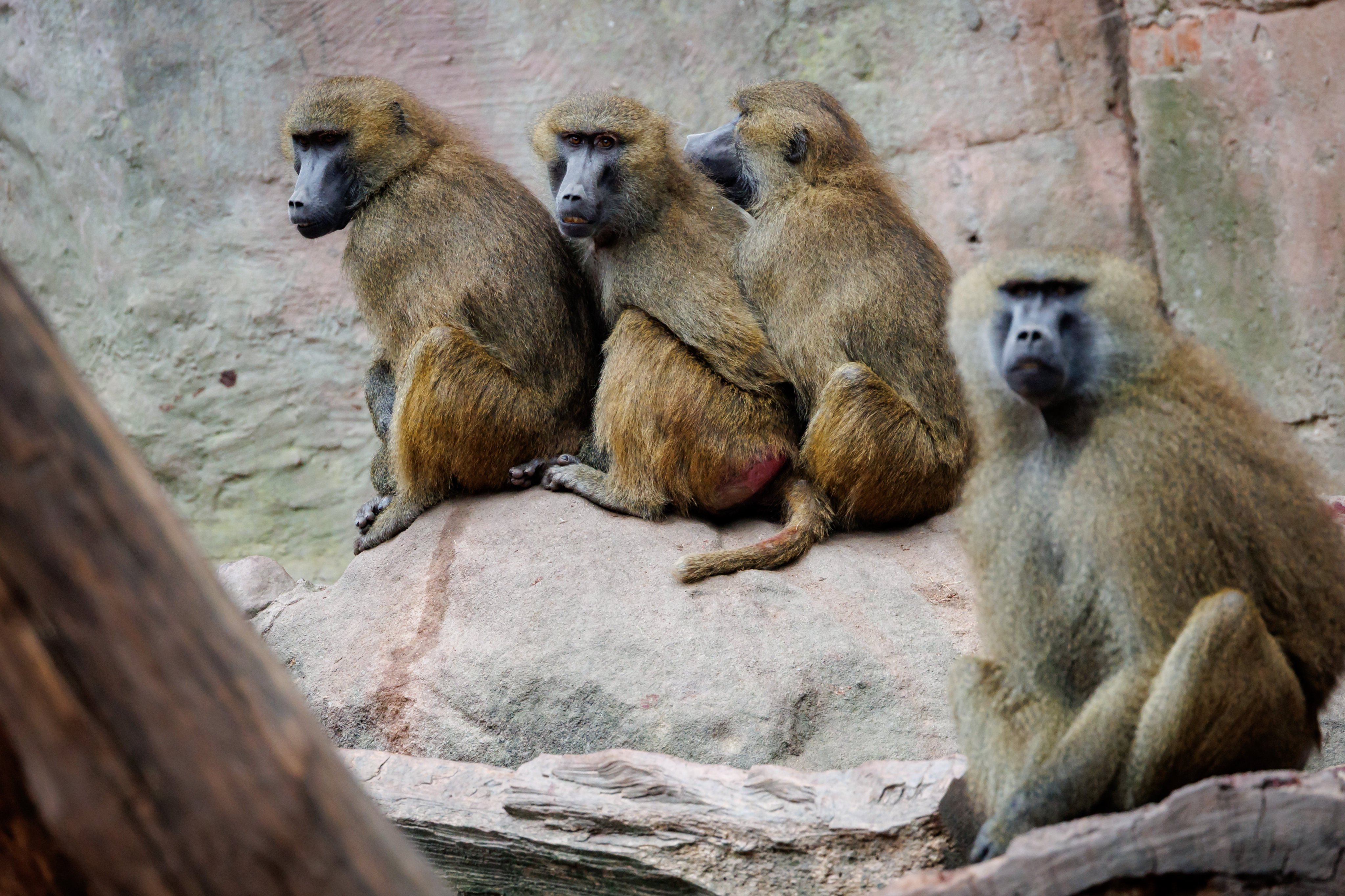 Baboons in their enclosure at Nuremberg Tiergarten Zoo. Photo: dpa