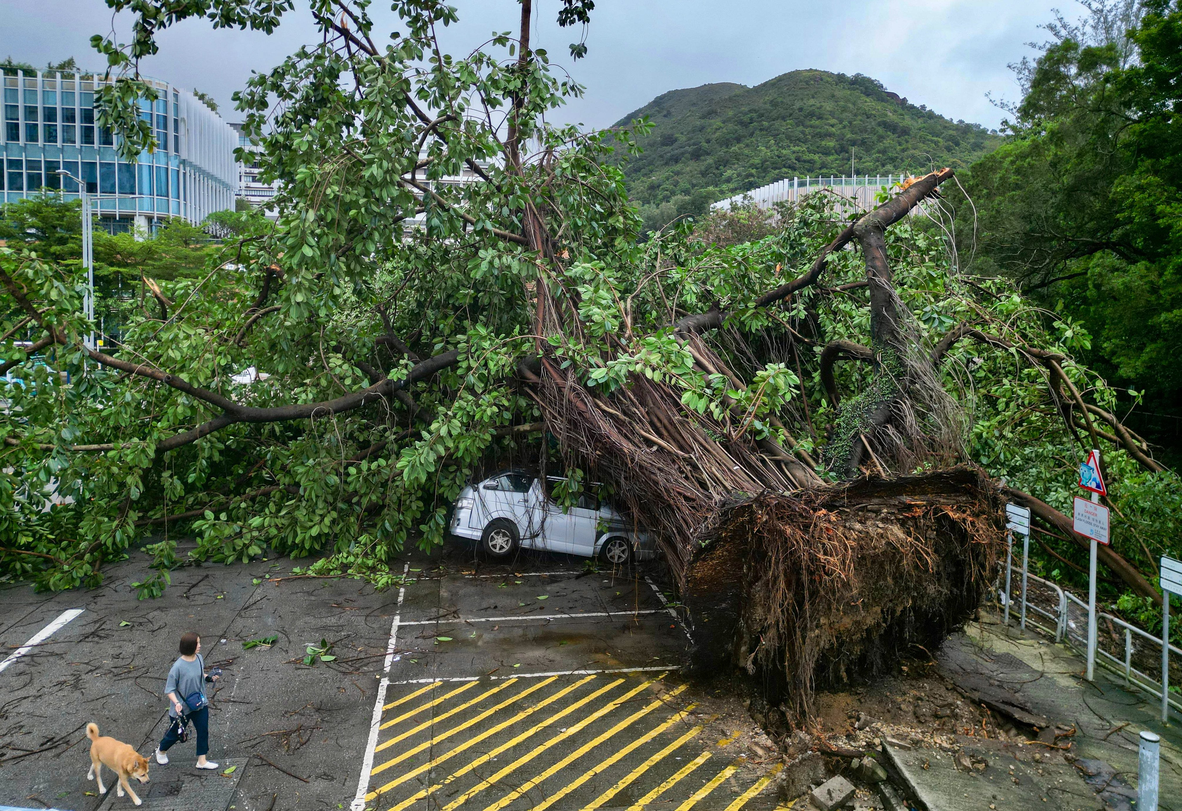 More than 700 reports of fallen trees were recorded as Wipha swept past Hong Kong. Photo: Sam Tsang