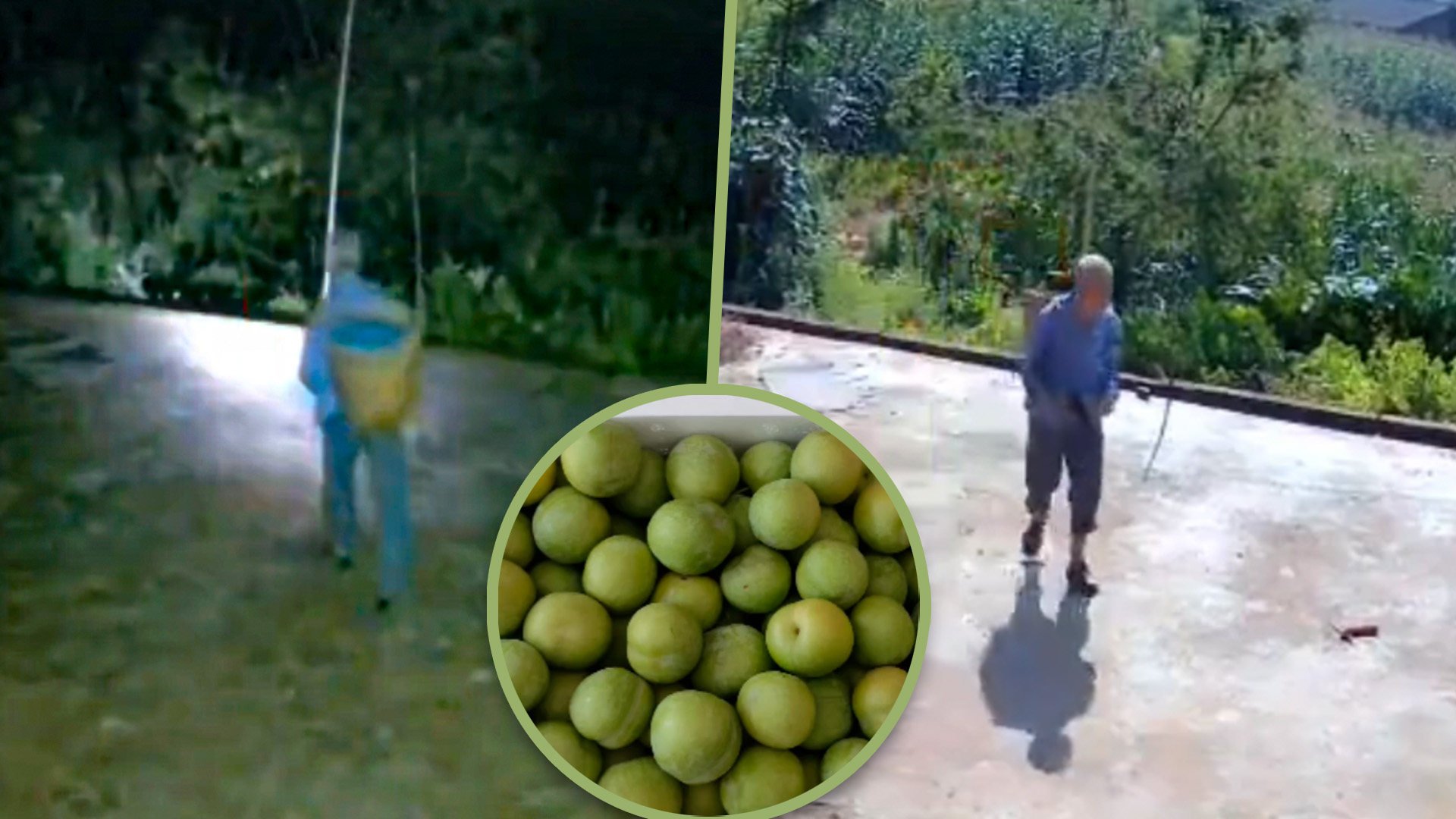 An 82-year-old father in China has moved millions of people on social media after he got up in the middle of the night to pick plums for his son. Photo: SCMP composite/Douyin
