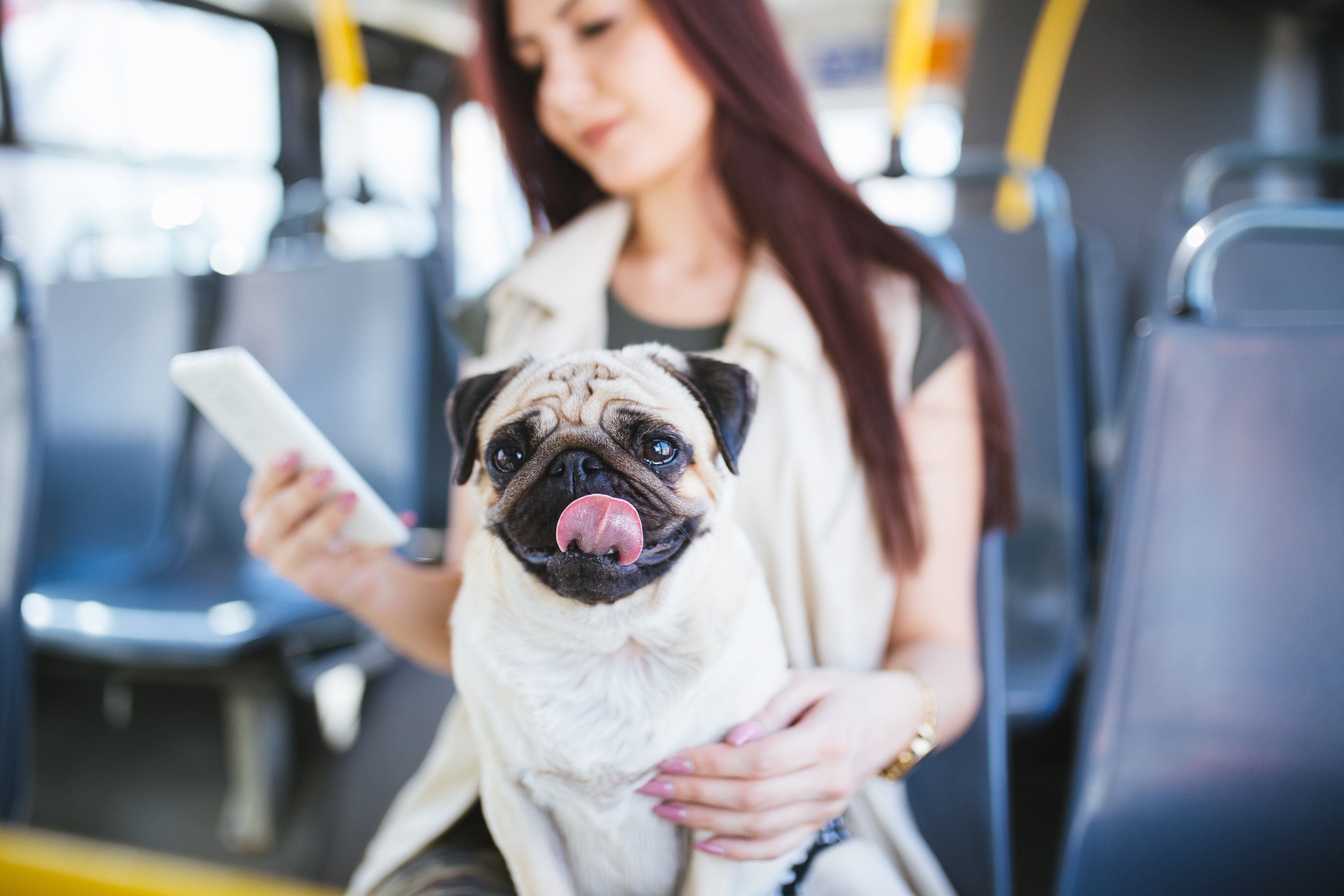 Can trips for pets help China’s struggling bus companies? Photo: Shutterstock