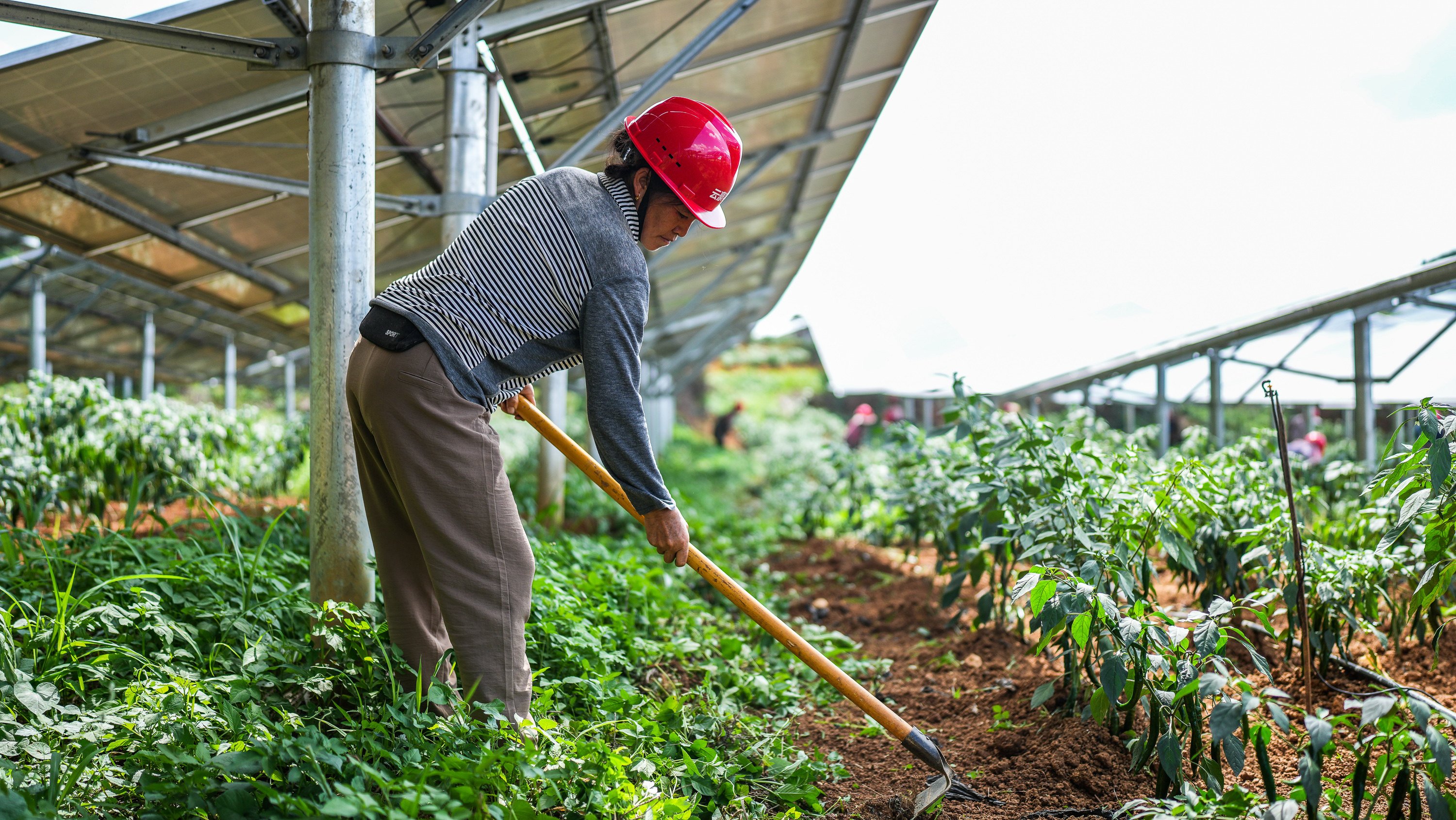 A farmer grows peppers under solar panels in China’s Guizhou province, on July 5. Photo: Xinhua