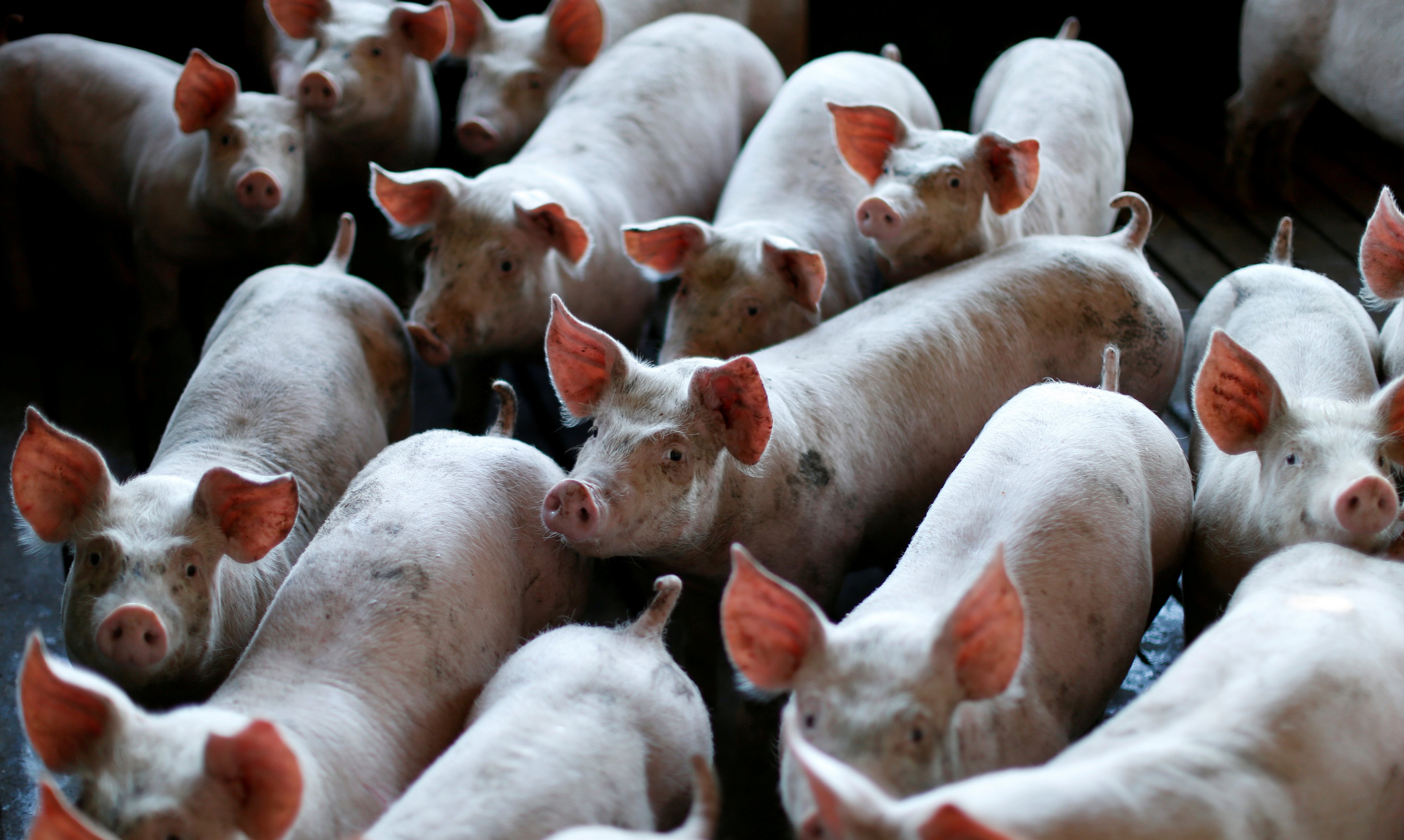 An oversupply of breeding sows, among other factors, has led to a drop in China’s pork prices. Photo: Reuters