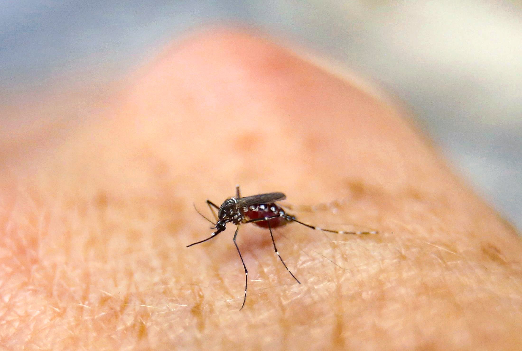 Chikungunya fever is spread through mosquito bites. Photo: Reuters