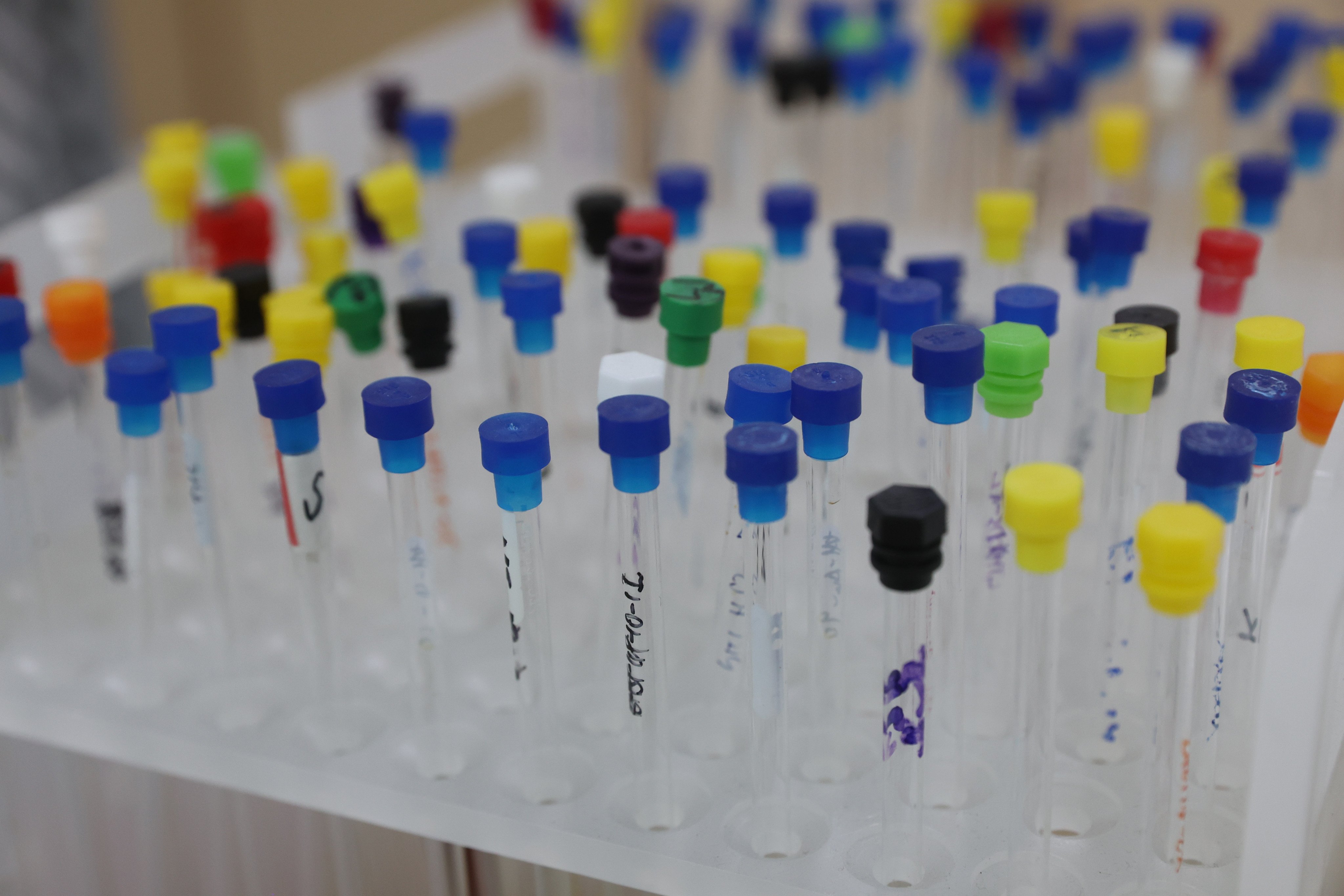 Test samples in a lab at the Macau University of Science and Technology. Photo: Edmond So