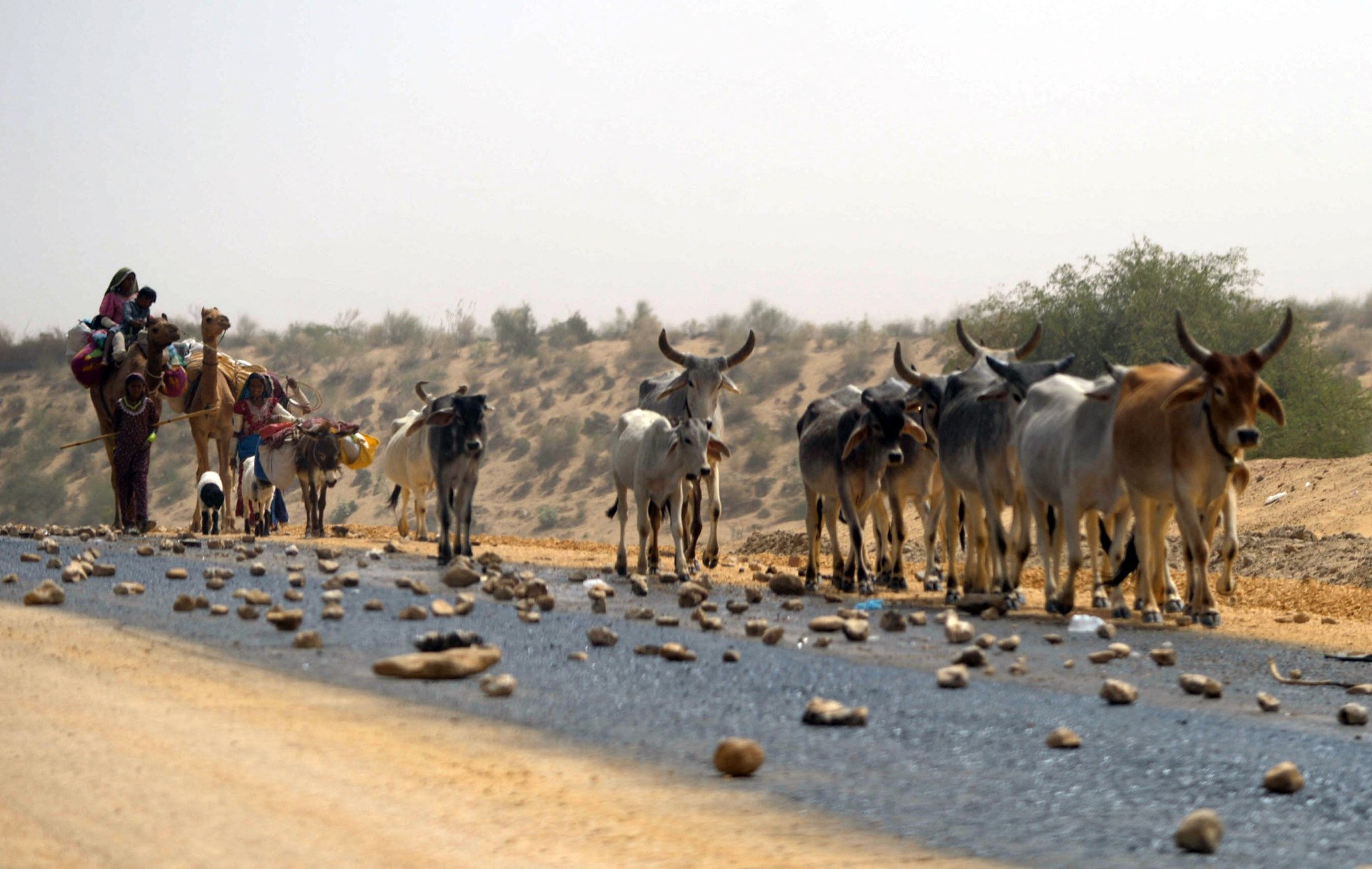Pakistani villagers walk with their livestock in drought-hit Sindh province in 2014. Depending on the year and season, the South Asian nation grapples with both too much water and too little of it. Photo: AFP