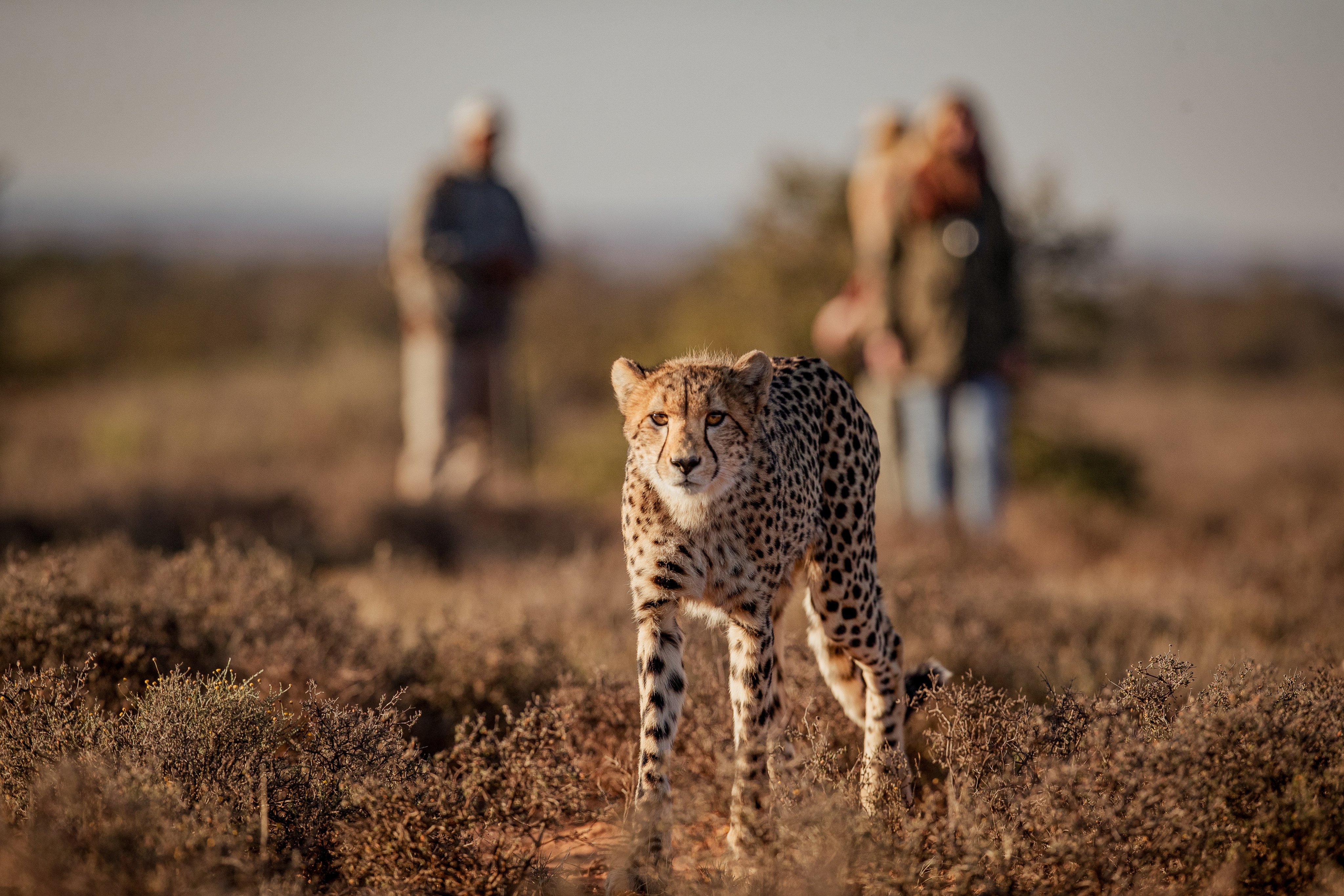 Tracking a cheetah on foot in the Samara Karoo Reserve. Home to almost 60 indigenous species of mammal, Samara is known for its cheetah sightings. Photo: courtesy Samara Karoo Reserve