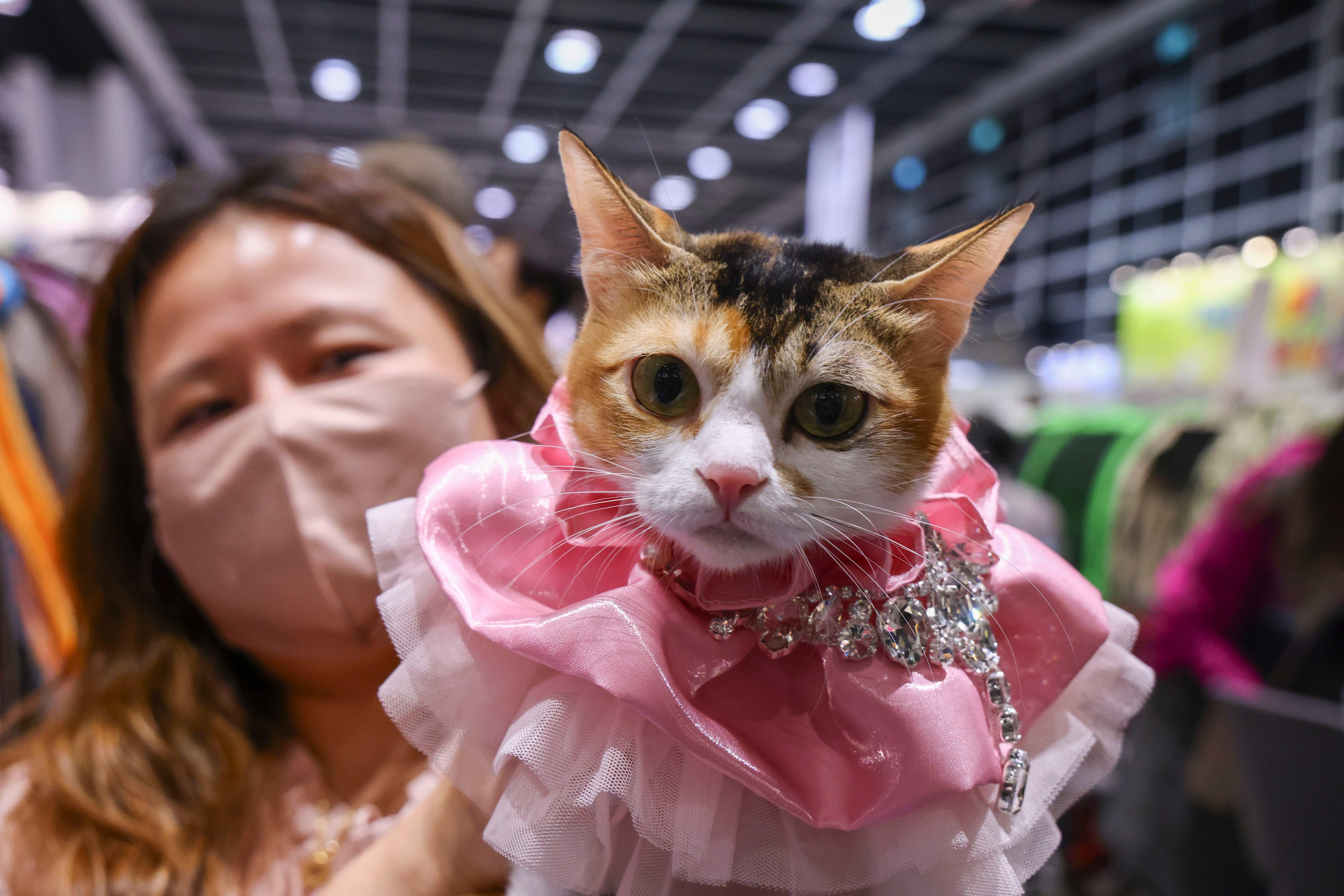 Jennifer Cheung with her cat Ho Choi, winner of the Household Pet competition at last year’s Hong Kong Cat Expo. Photo: Dickson Lee