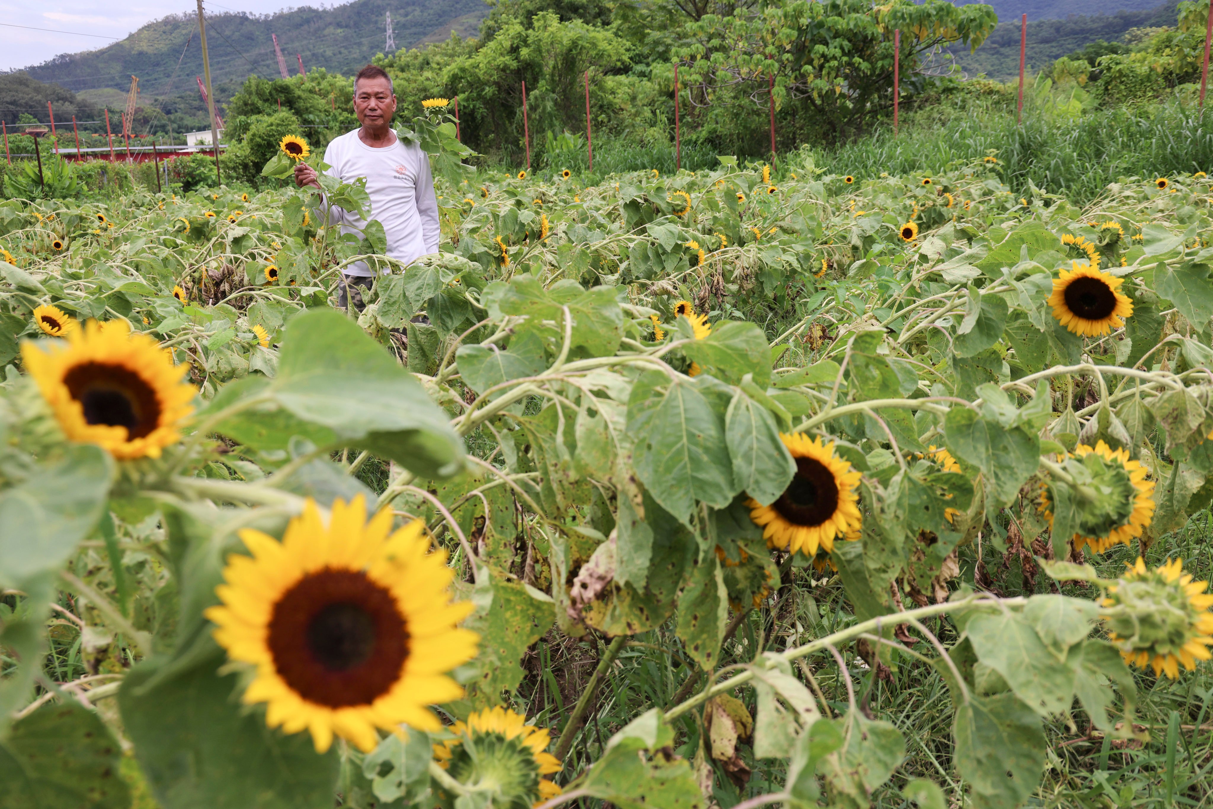 Leung Yat-shun, owner and farmer of Shun Sum Yuen farm, says the typhoon caused substantial damage to his farm. Photo: Jelly Tse