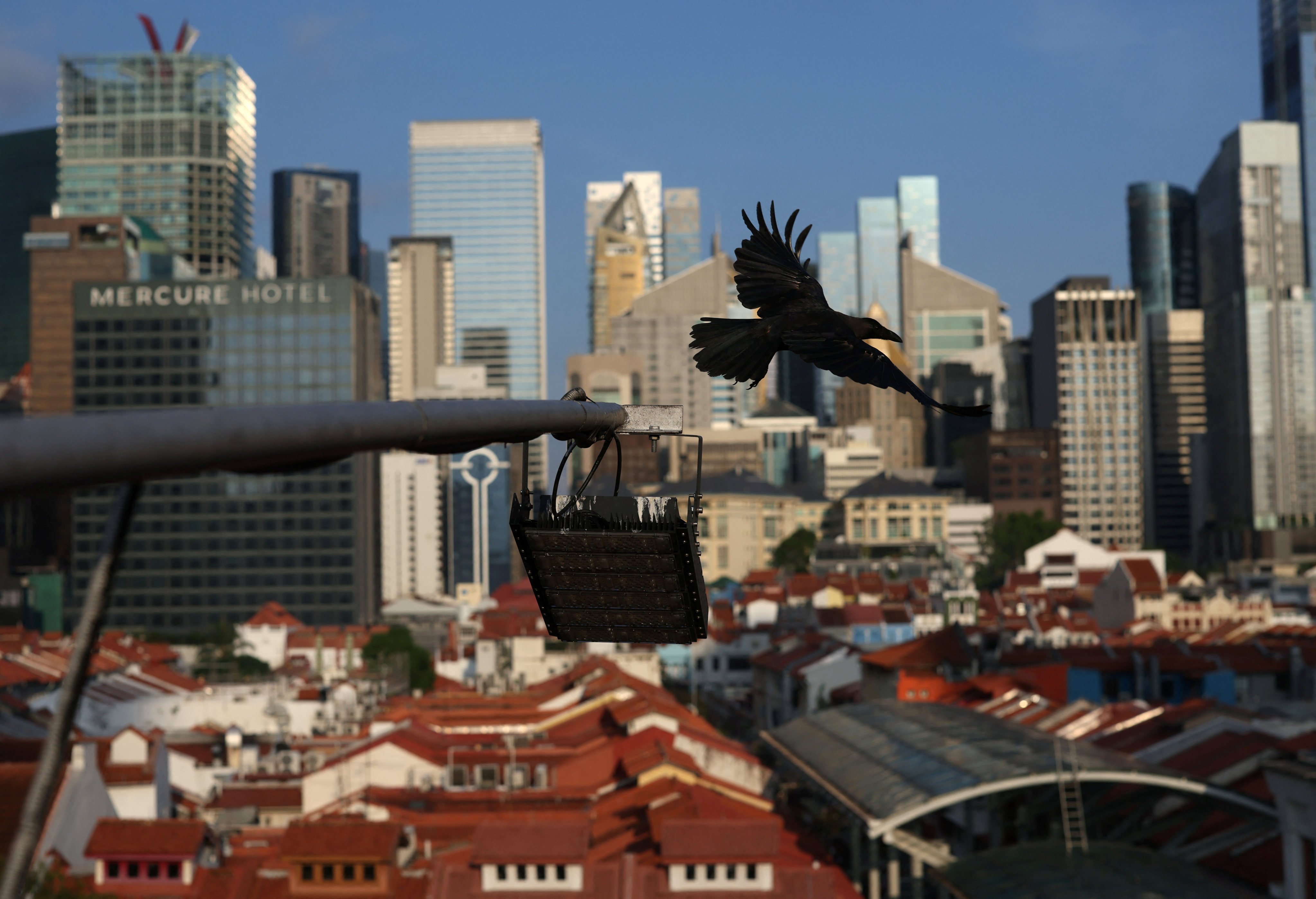 A crow flies over buildings in Singapore with the central business district in the background. People in their thirties accounted for the highest number of suicides last year in the city state. Photo: Reuters