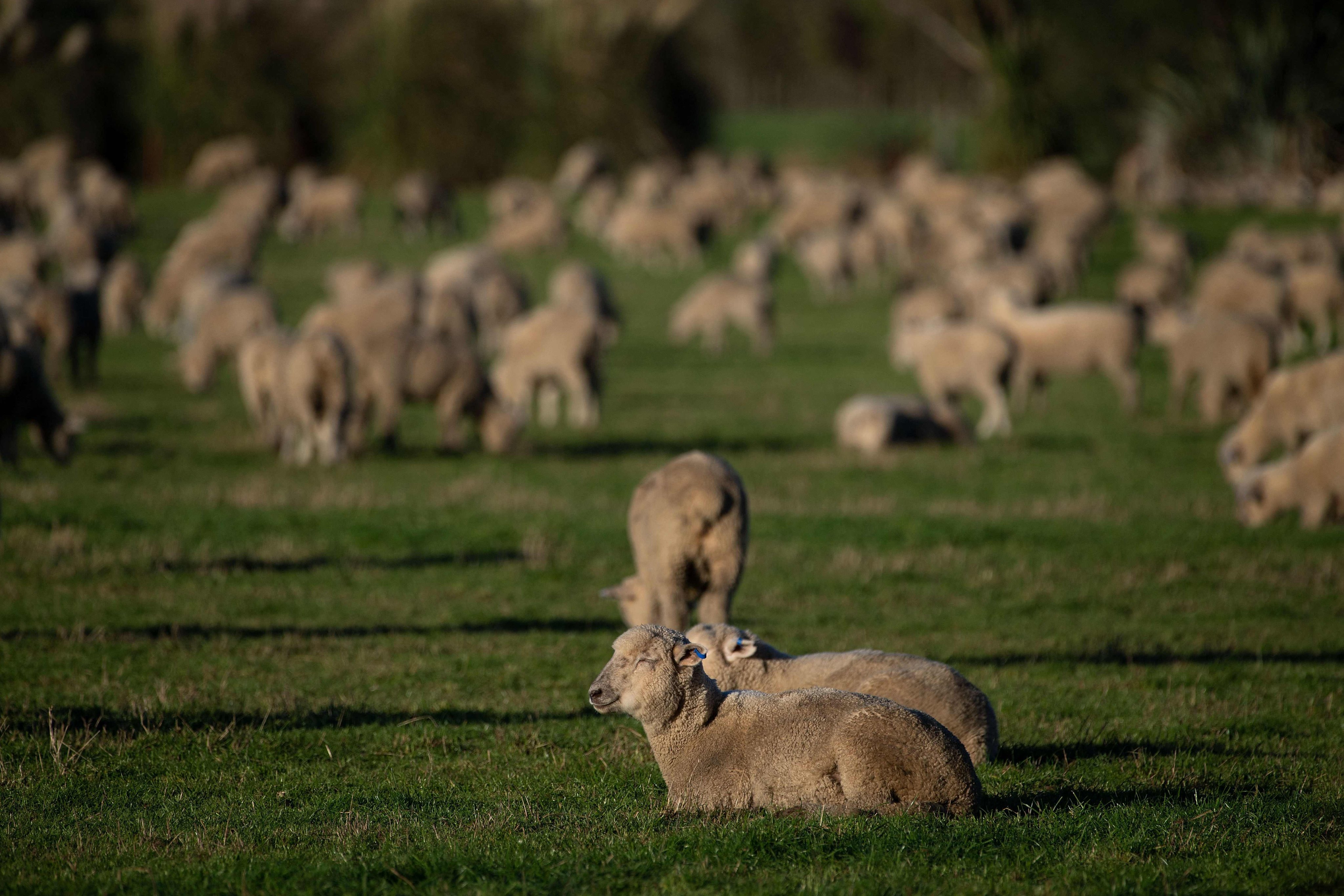 Sheep grazing at a farm in Ashburton, New Zealand, in 2019. Photo: AFP