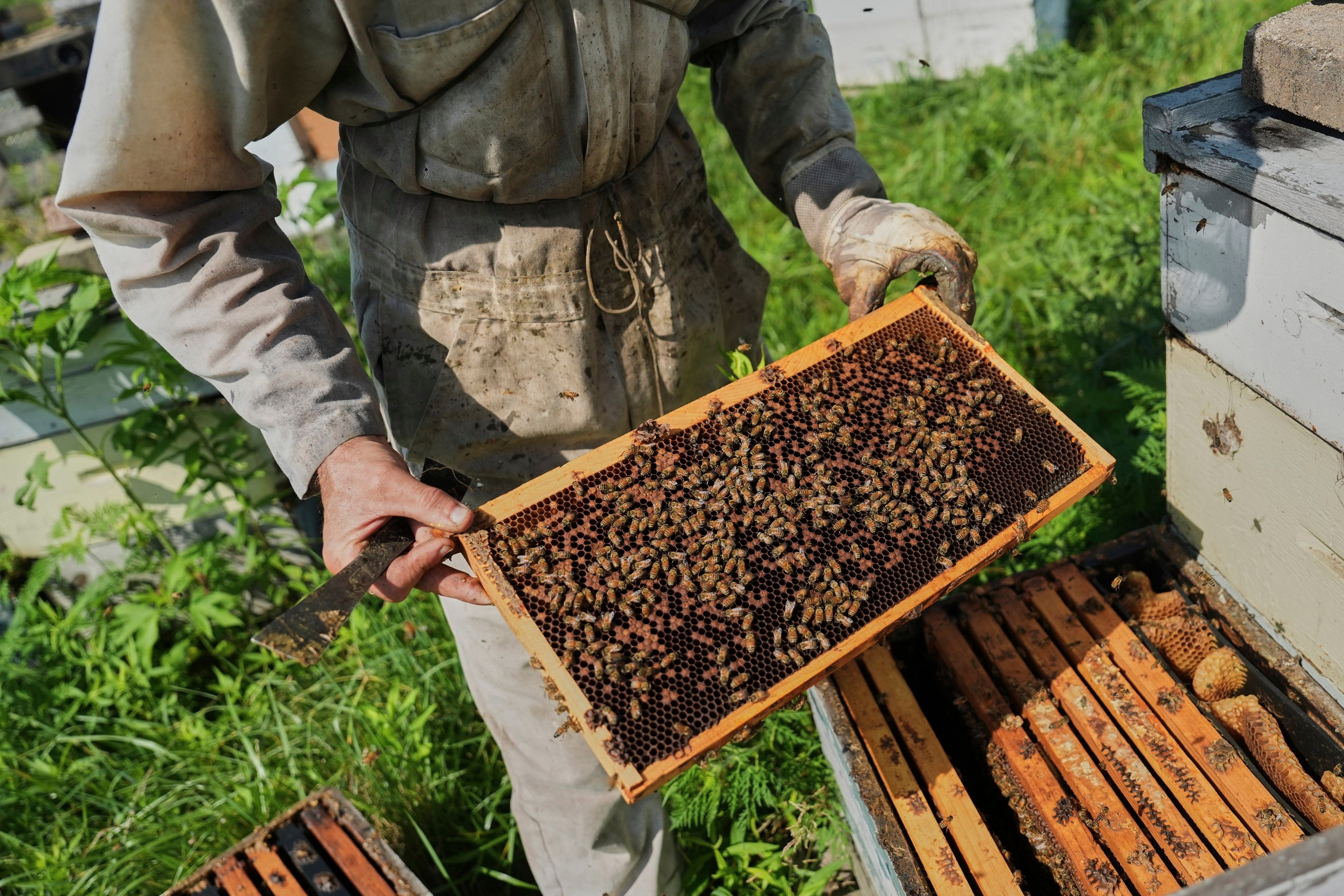 US beekeeper Isaac Barnes inspects one of his hives in Williamsport, Ohio. Bees around the world are under threat from rising temperatures and this is affecting crop yields. Photo: AP