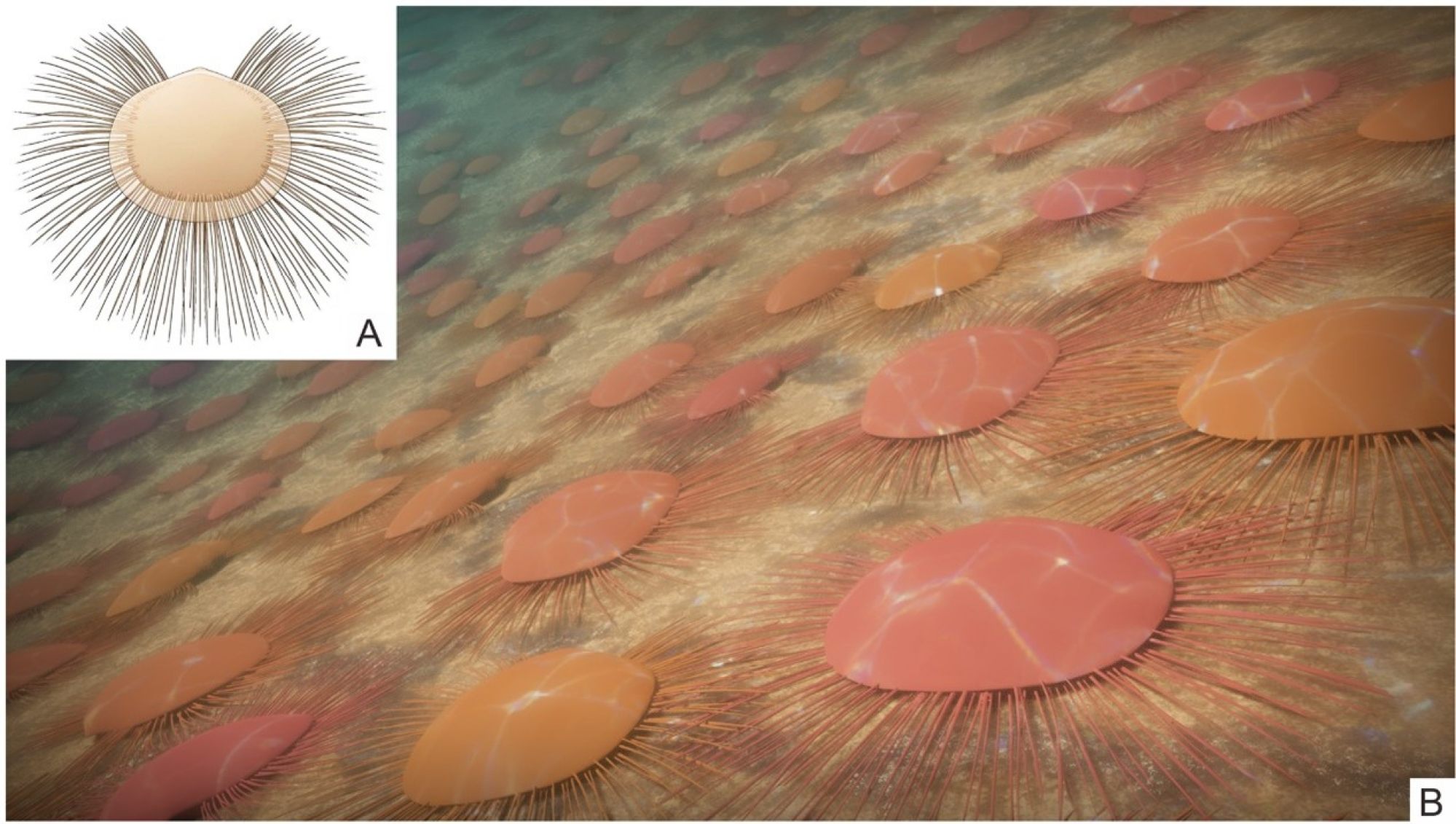 Specimen-based reconstruction of a single Nucleospira calypta with marginal setae (A) and an ecological reconstruction of the living assemblage (B). Image: Handout