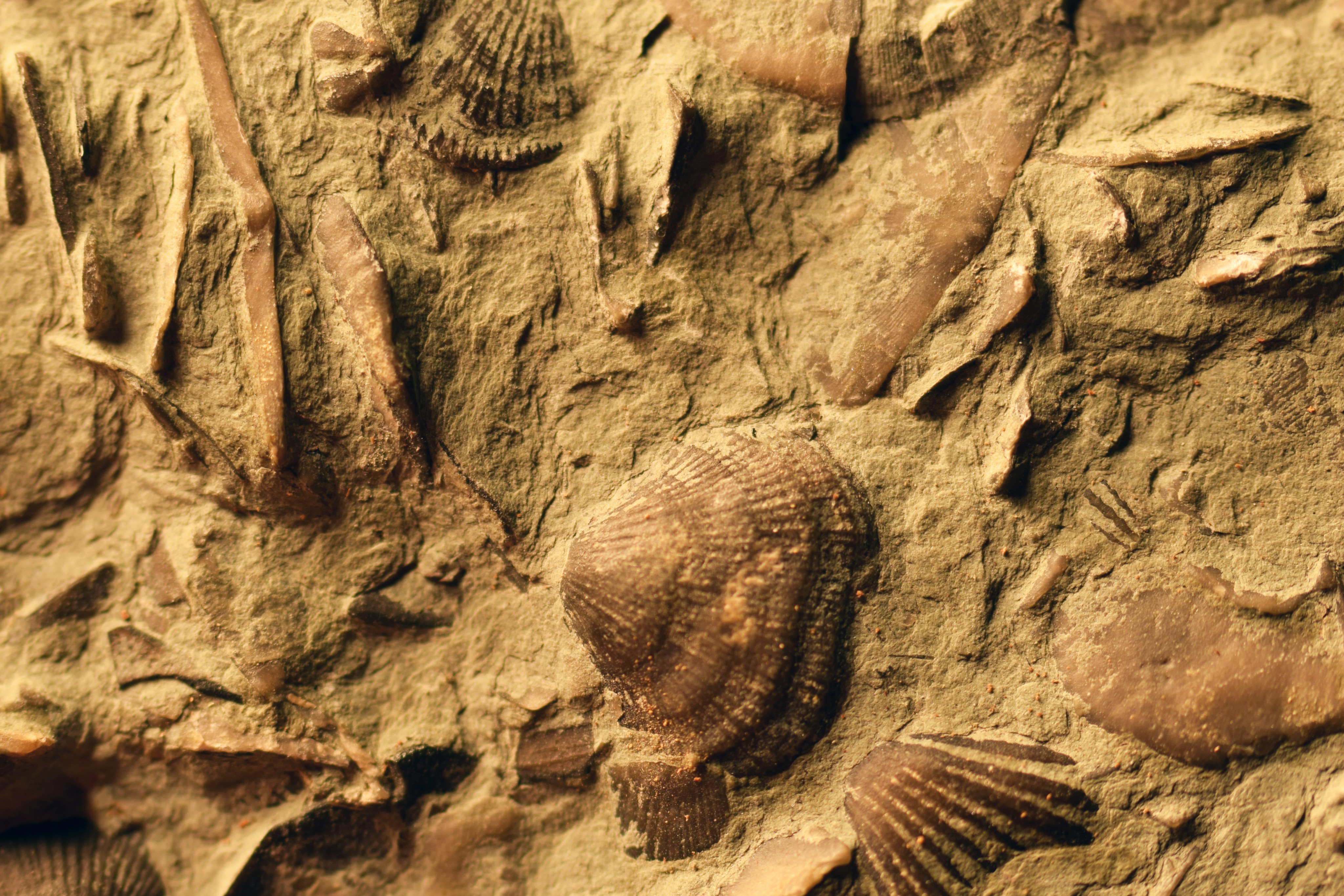 The fossils of the brachiopod species Nucleospira calypta have been discovered embedded in rocks, arranged in a regular checkerboard-like pattern characteristic of “territorial behaviour or resource competition”. Photo: Shutterstock