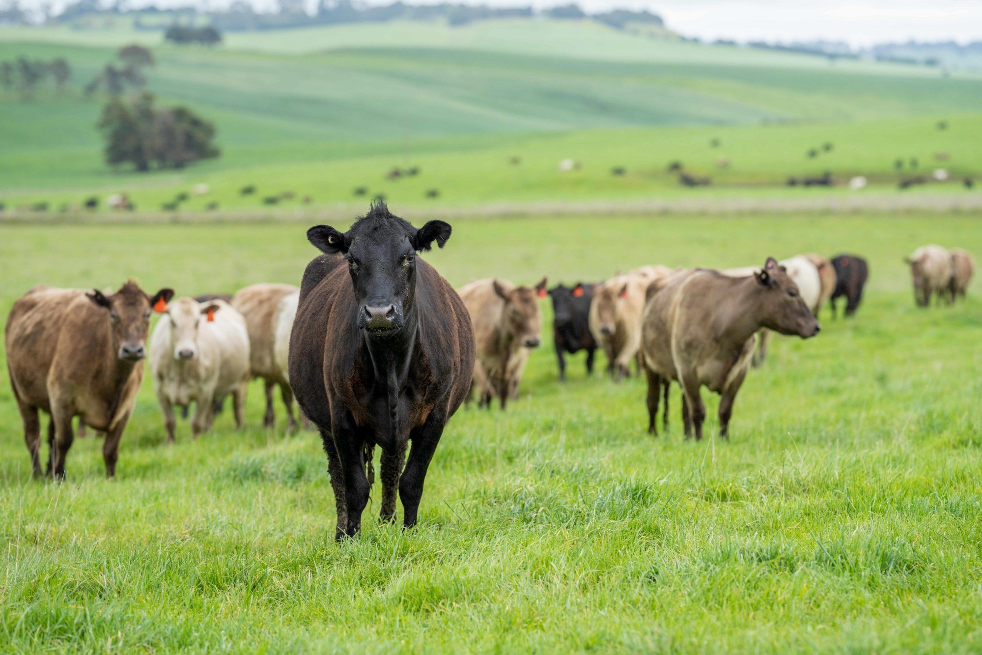 A public welfare group that is involved in the organisation of the concert said the calf-buying scheme aims to boost the income of cattle farmers. Photo: Shutterstock A public welfare group that is involved in the organisation of the concert said the calf-buying scheme aims to boost the income of cattle farmers. Photo: Shutterstock