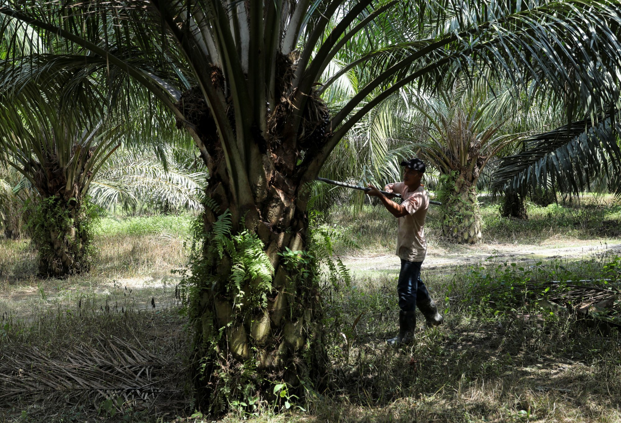 An Indonesian migrant worker harvests palm oil fruits at a plantation in Banting, Selangor. Malaysia and Indonesia have pledged to improve the protection of Indonesian migrant workers in Malaysia. Photo: Reuters An Indonesian migrant worker harvests palm oil fruits at a plantation in Banting, Selangor. Malaysia and Indonesia have pledged to improve the protection of Indonesian migrant workers in Malaysia. Photo: Reuters