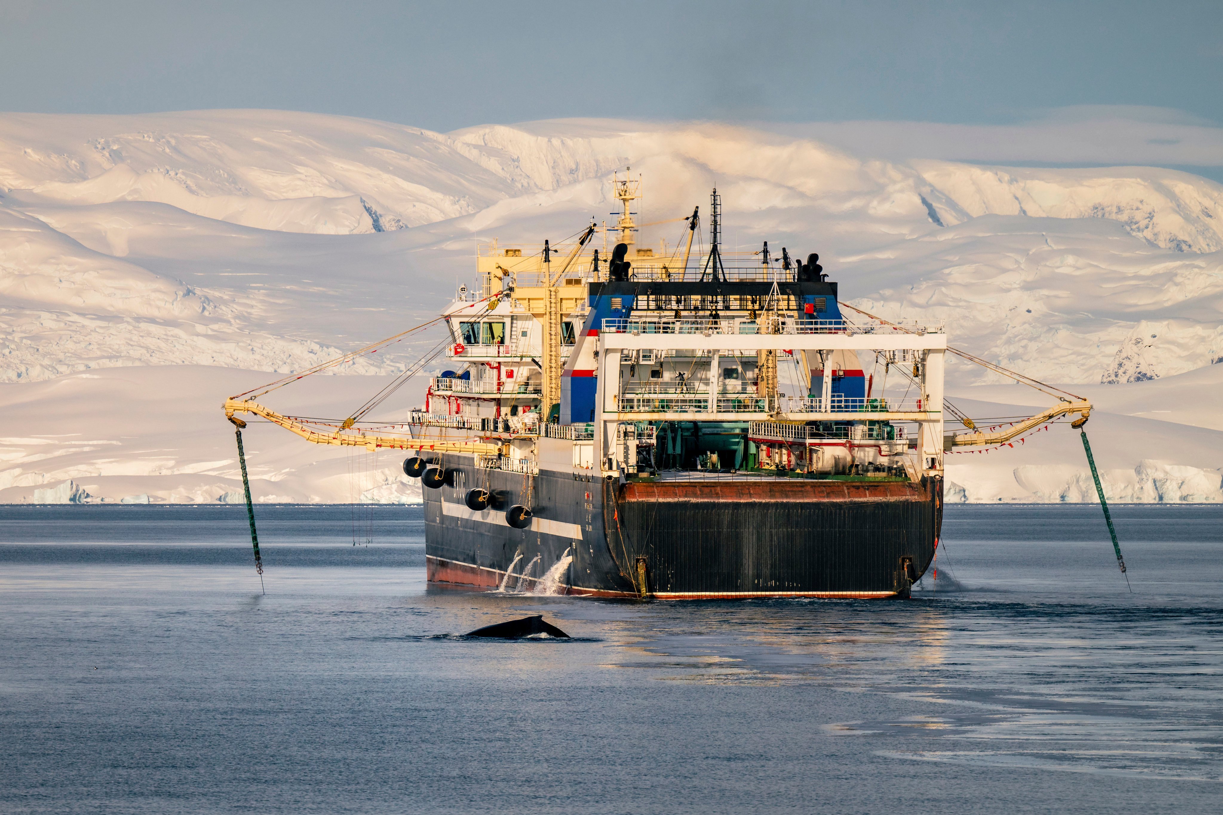A whale swims near the krill trawler Fu Xing Hai on April 2. Photo: Sea Shepherd/AP