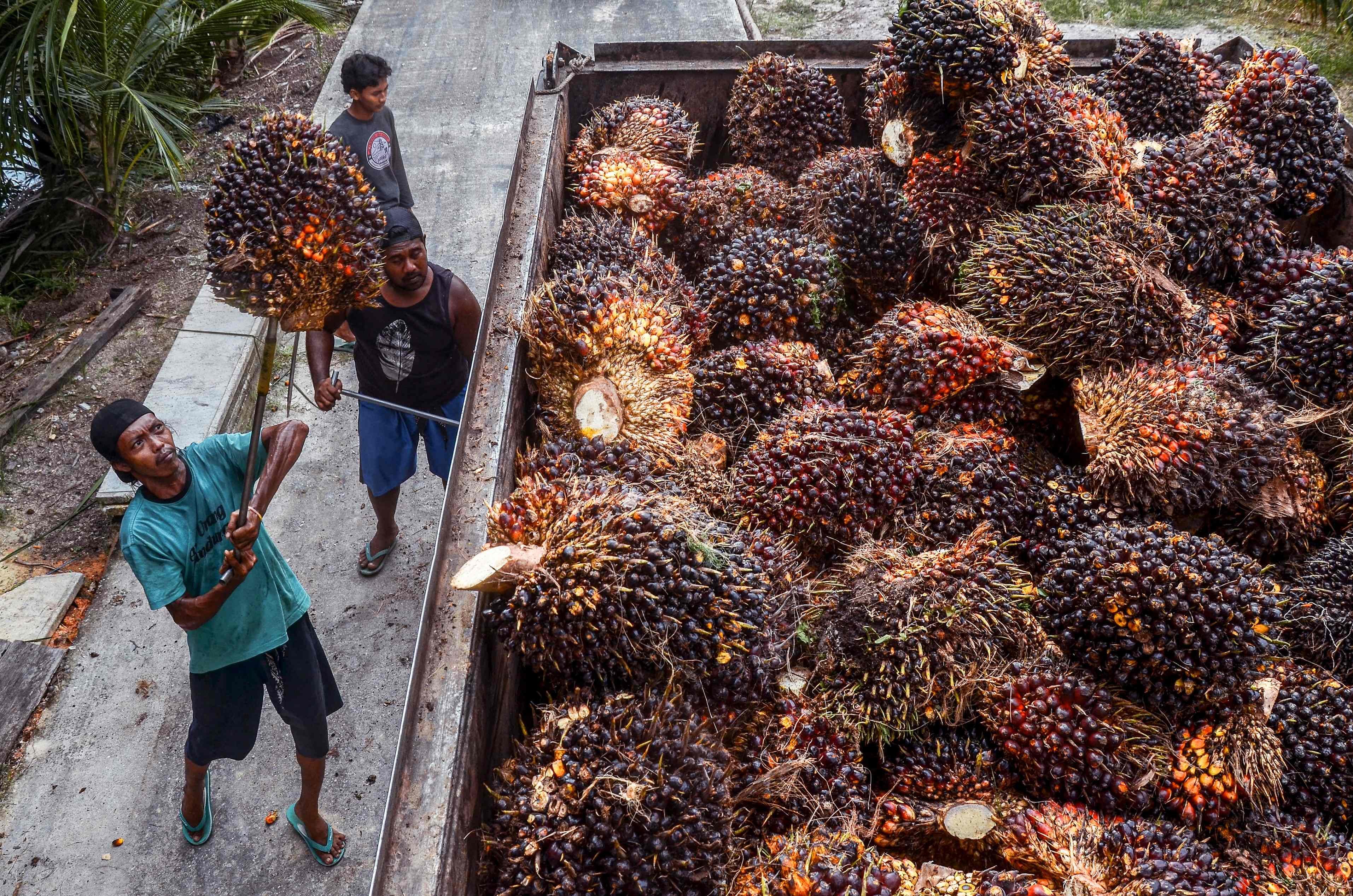 Workers transfer harvested palm fruits to a transport truck for processing into crude palm oil at a palm plantation in Pekanbaru. Palm oil is a major revenue contributor in both Indonesia and Malaysia. Photo: AFP